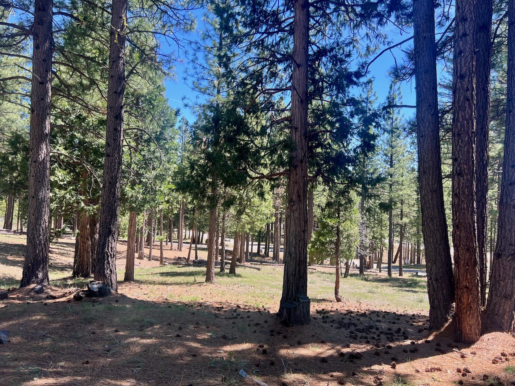 69867 Woodside Drive, Blairsden, New Mexico image 11