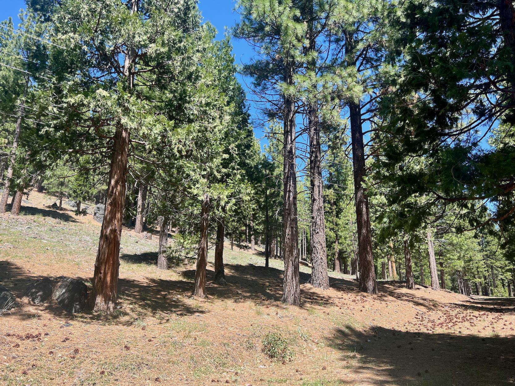 69867 Woodside Drive, Blairsden, New Mexico image 5