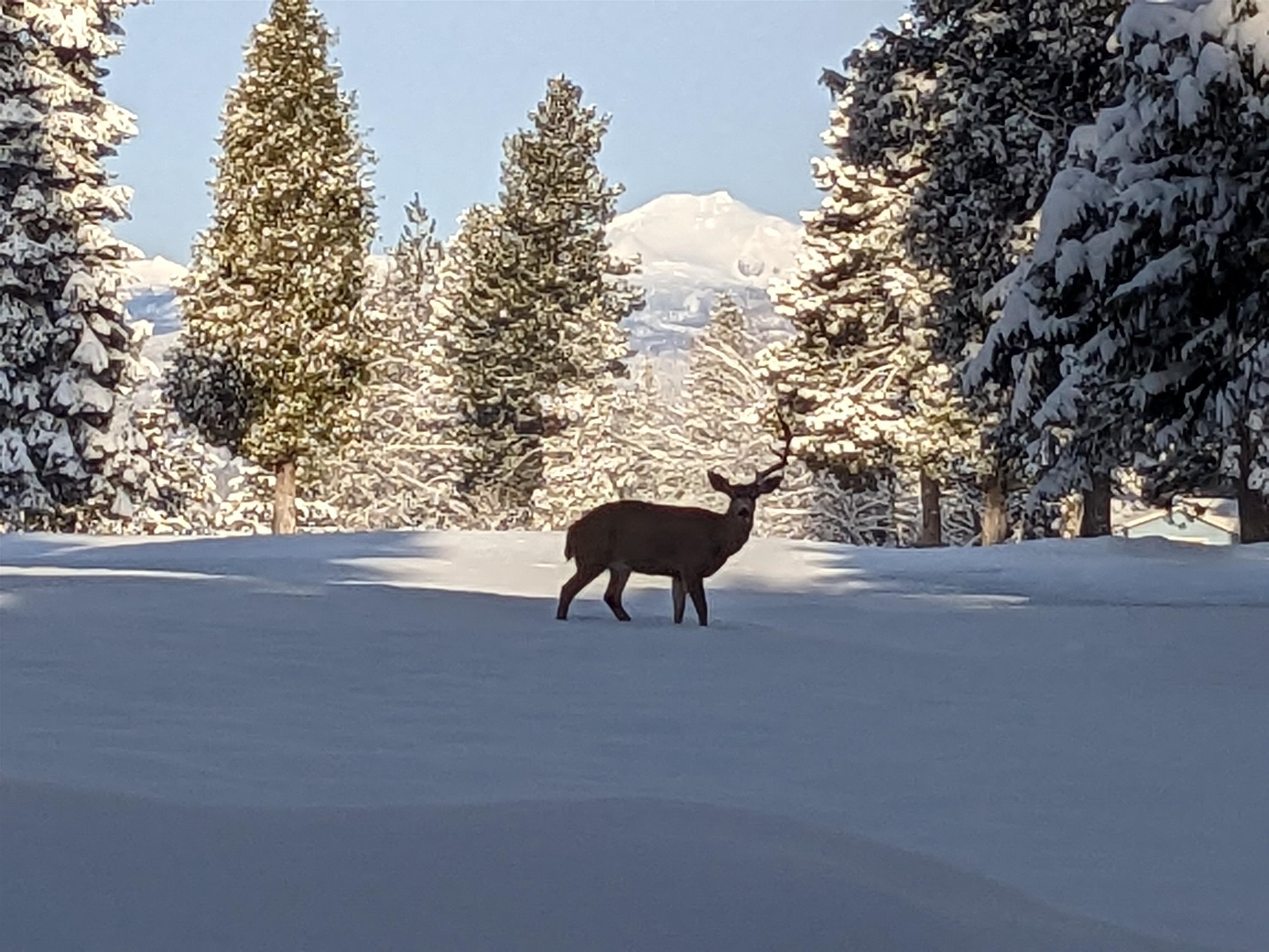 Lake Almanor, California 96137, United States, 3 Bedrooms Bedrooms, ,3 BathroomsBathrooms,Residential,Pending,186902