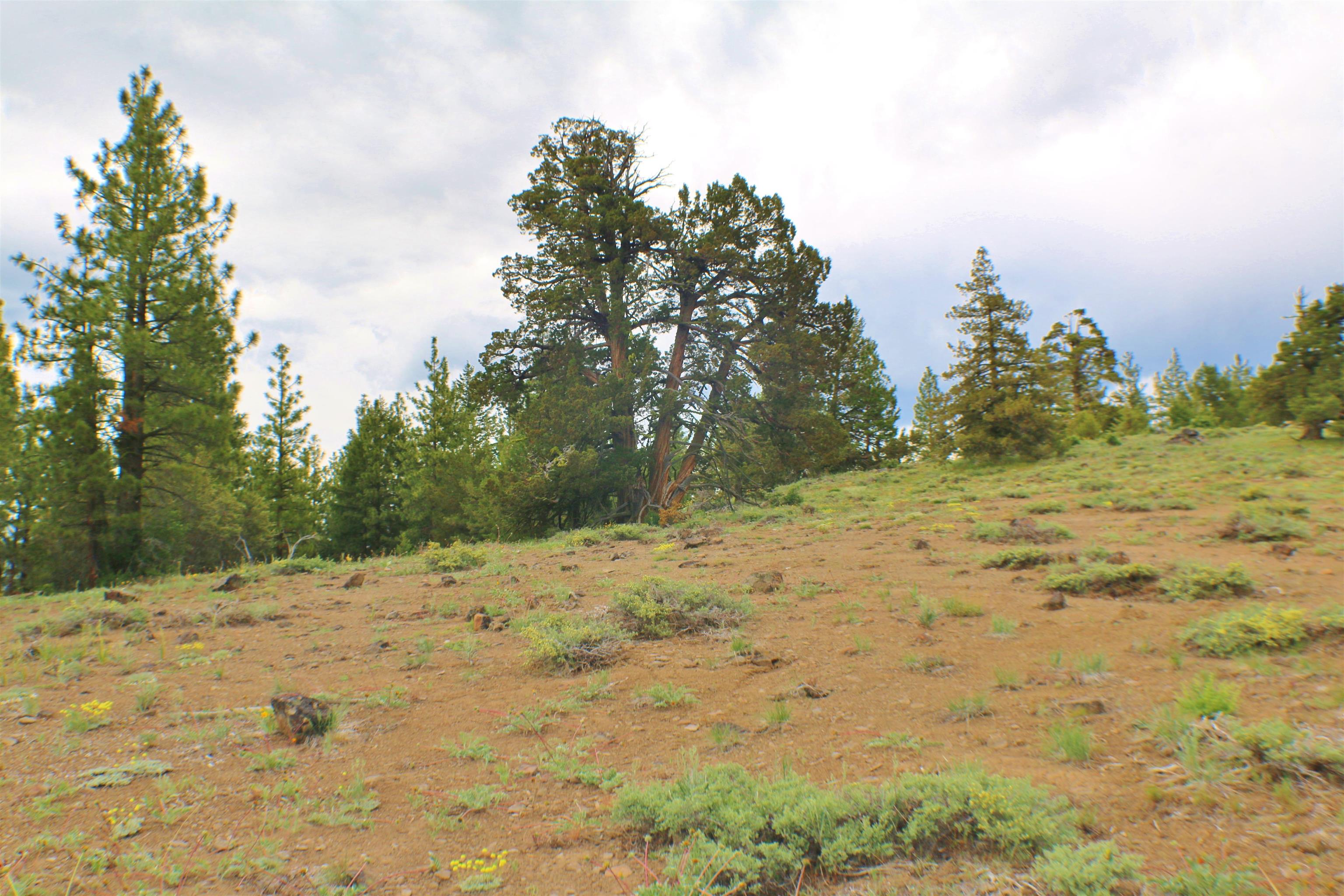 569 Canyon Rim, Portola, California image 15