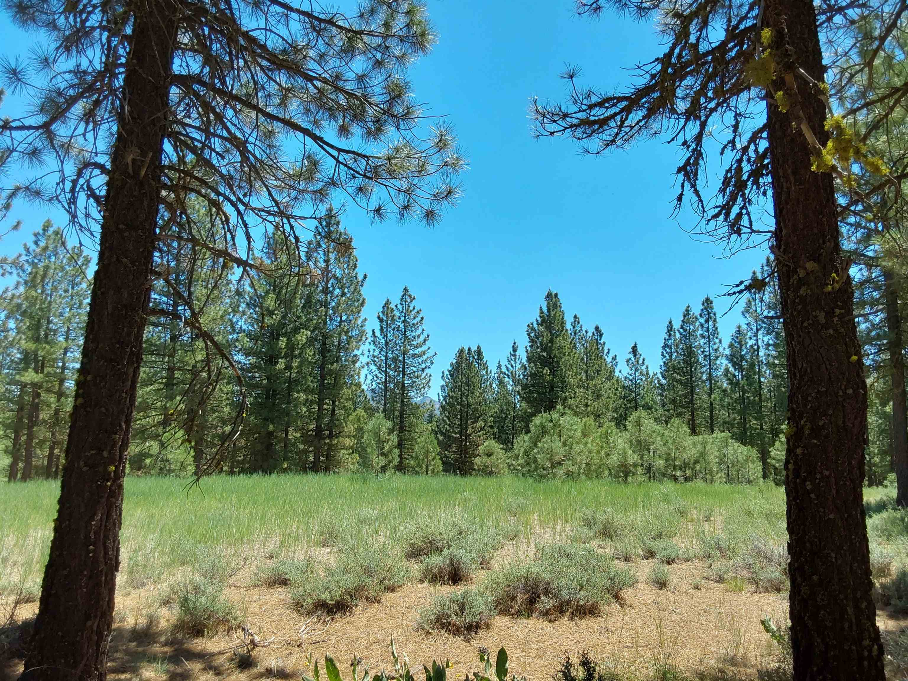 597 S Deer Trail, Portola, California image 19
