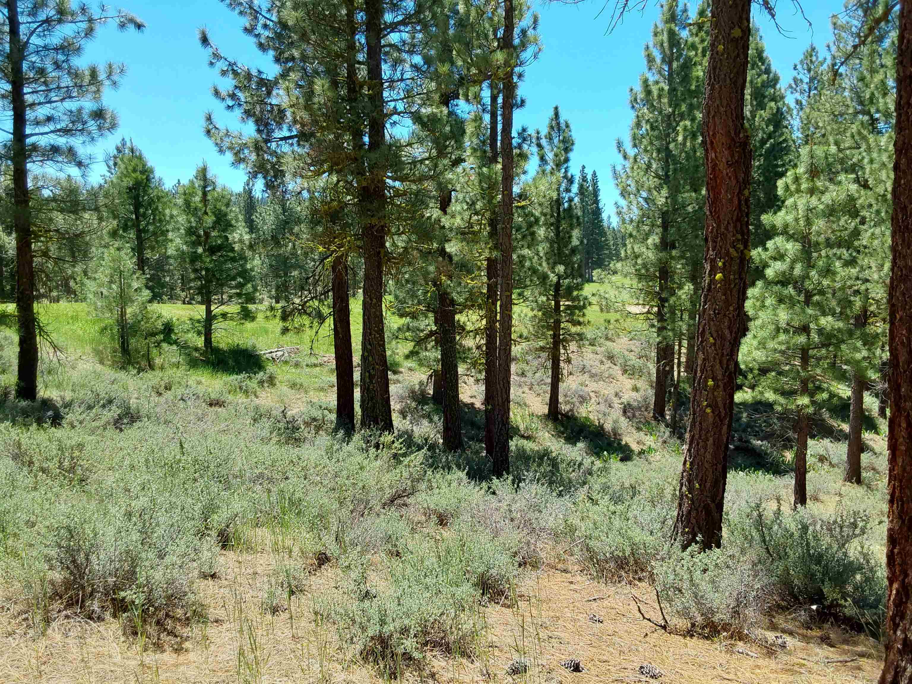 597 S Deer Trail, Portola, California image 21