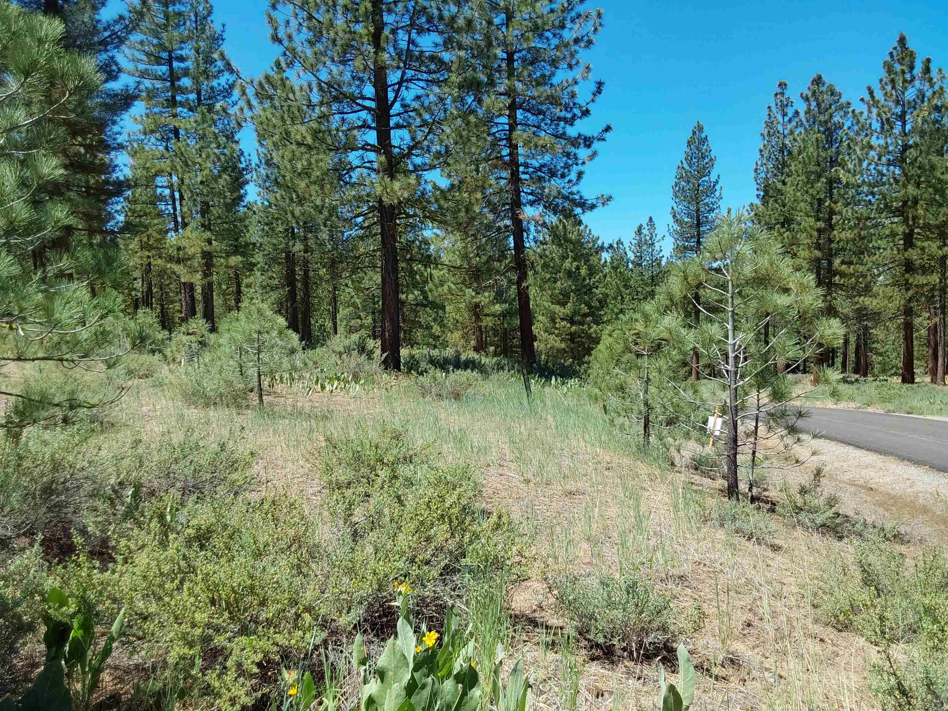 597 S Deer Trail, Portola, California image 6