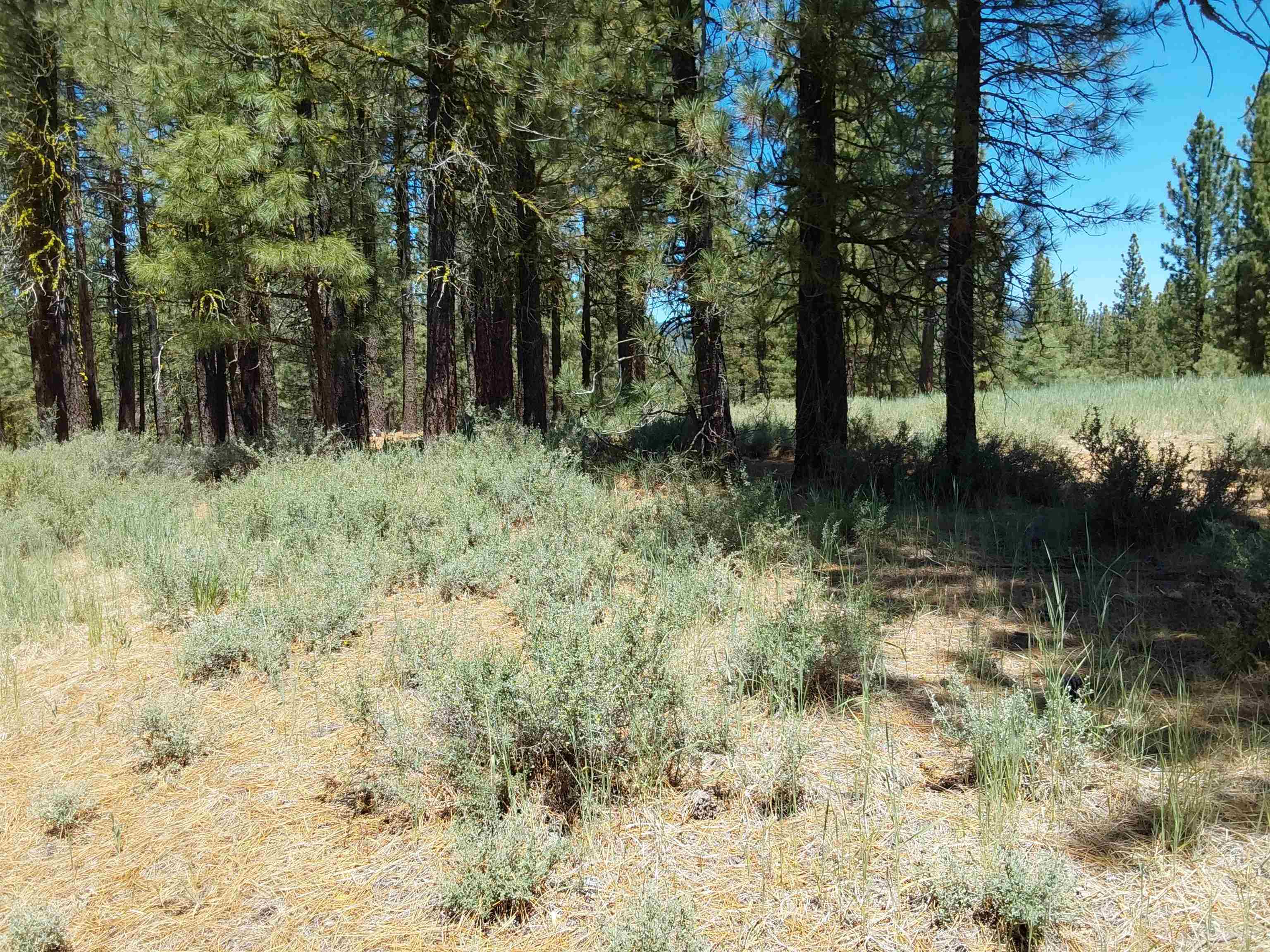 597 S Deer Trail, Portola, California image 23