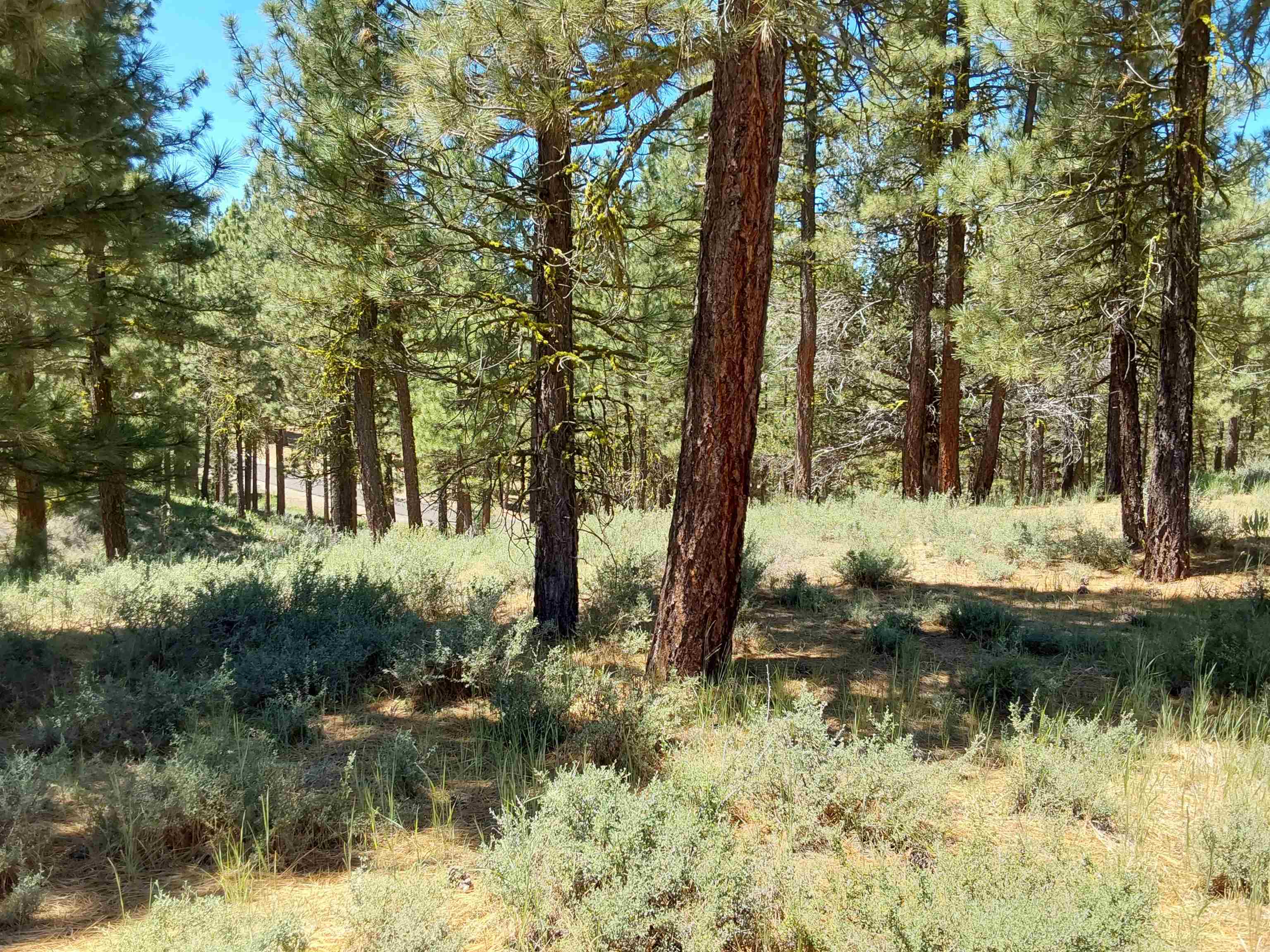 597 S Deer Trail, Portola, California image 25