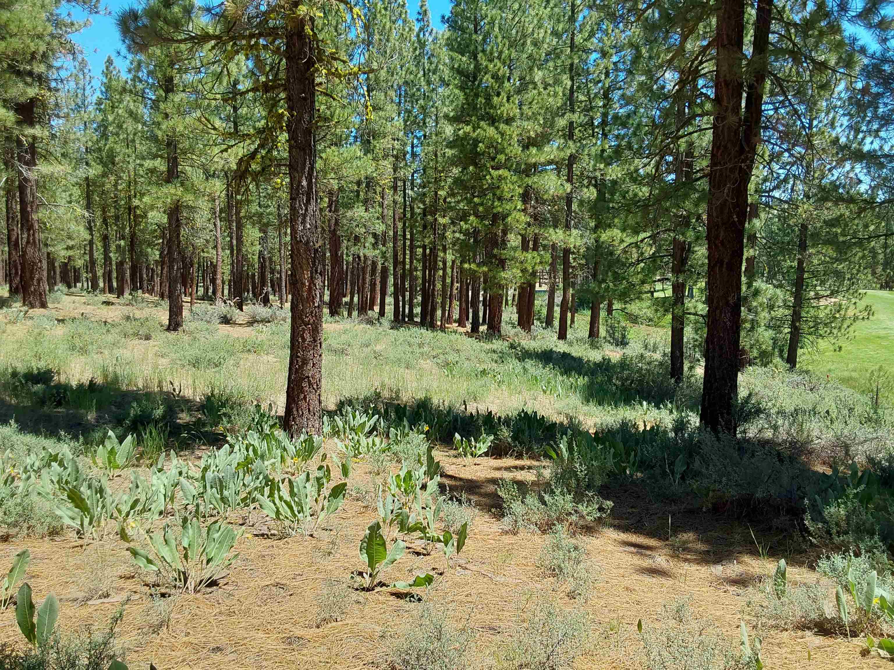 597 S Deer Trail, Portola, California image 29