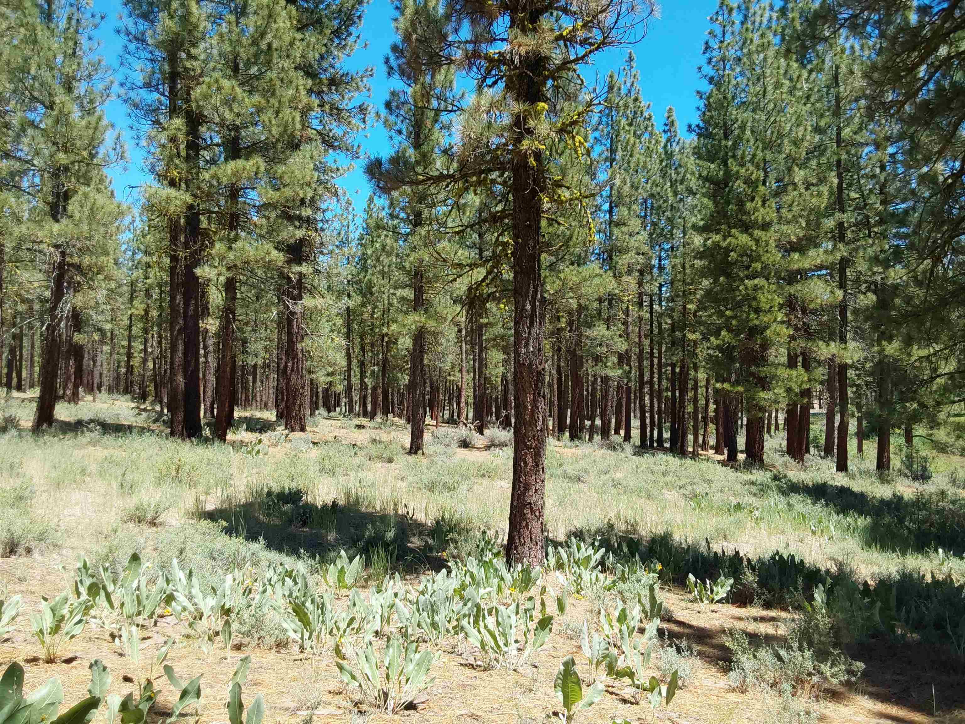 597 S Deer Trail, Portola, California image 30