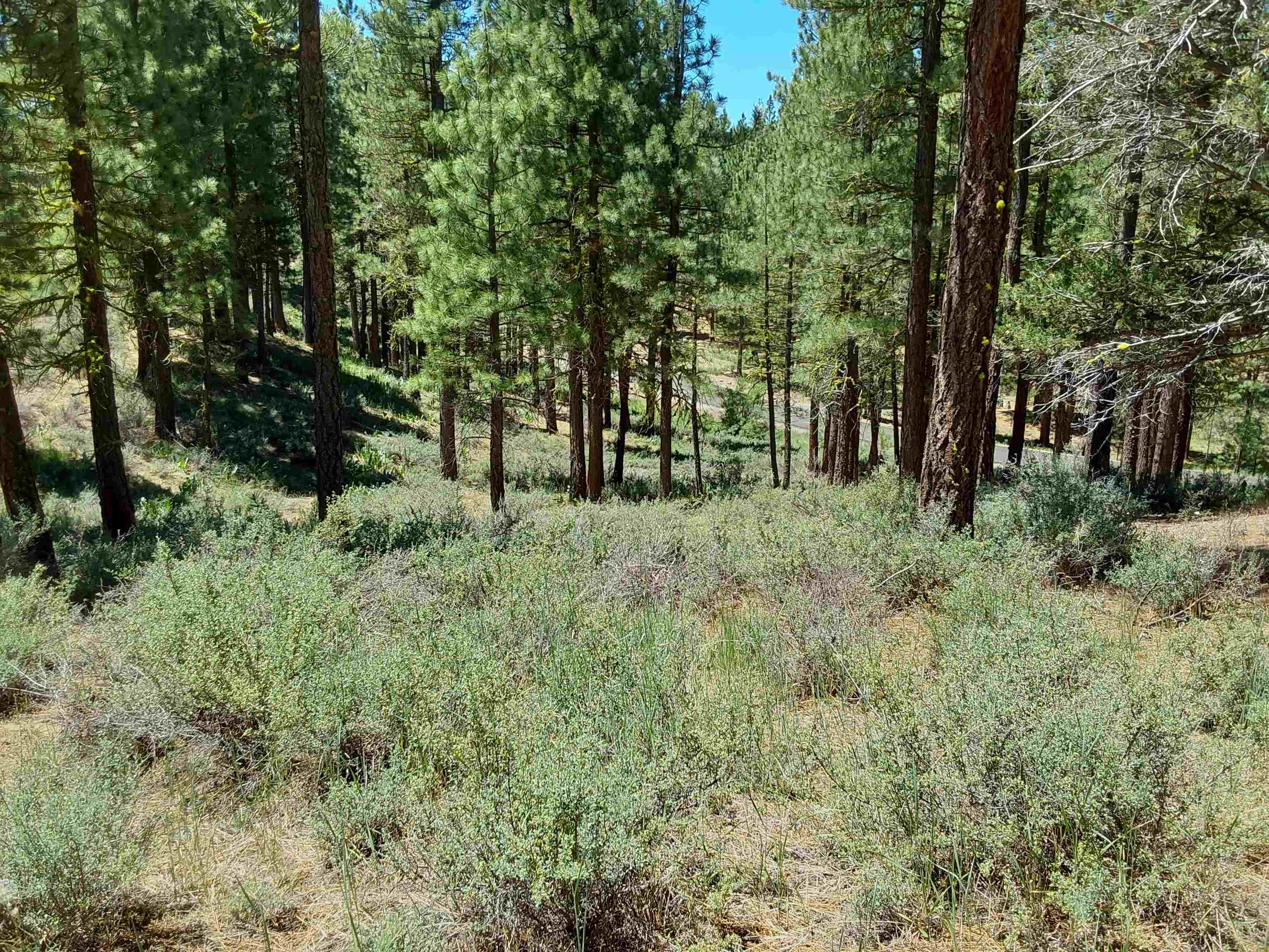 597 S Deer Trail, Portola, California image 24