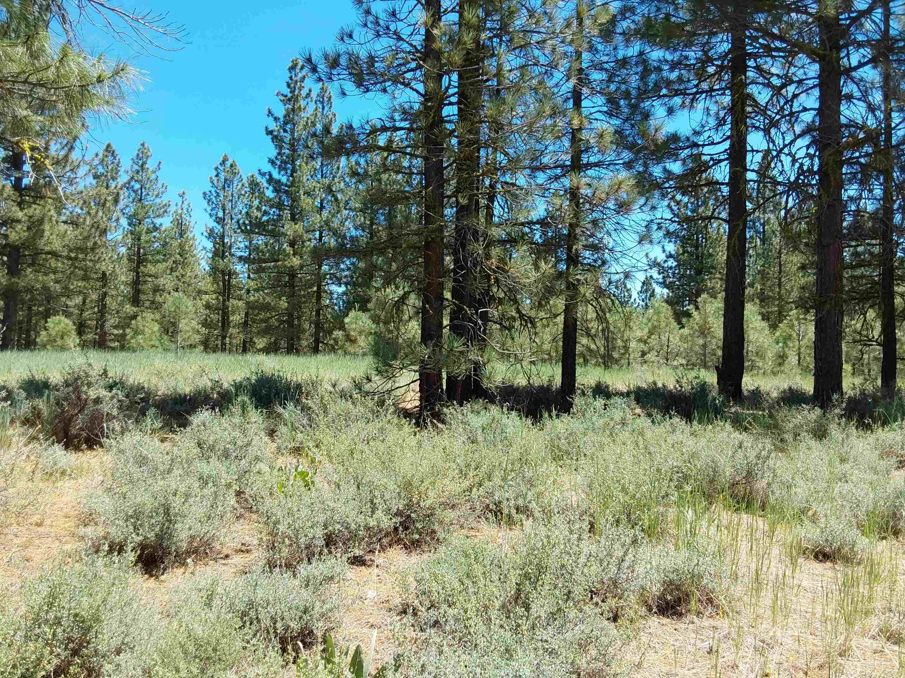 597 S Deer Trail, Portola, California image 20