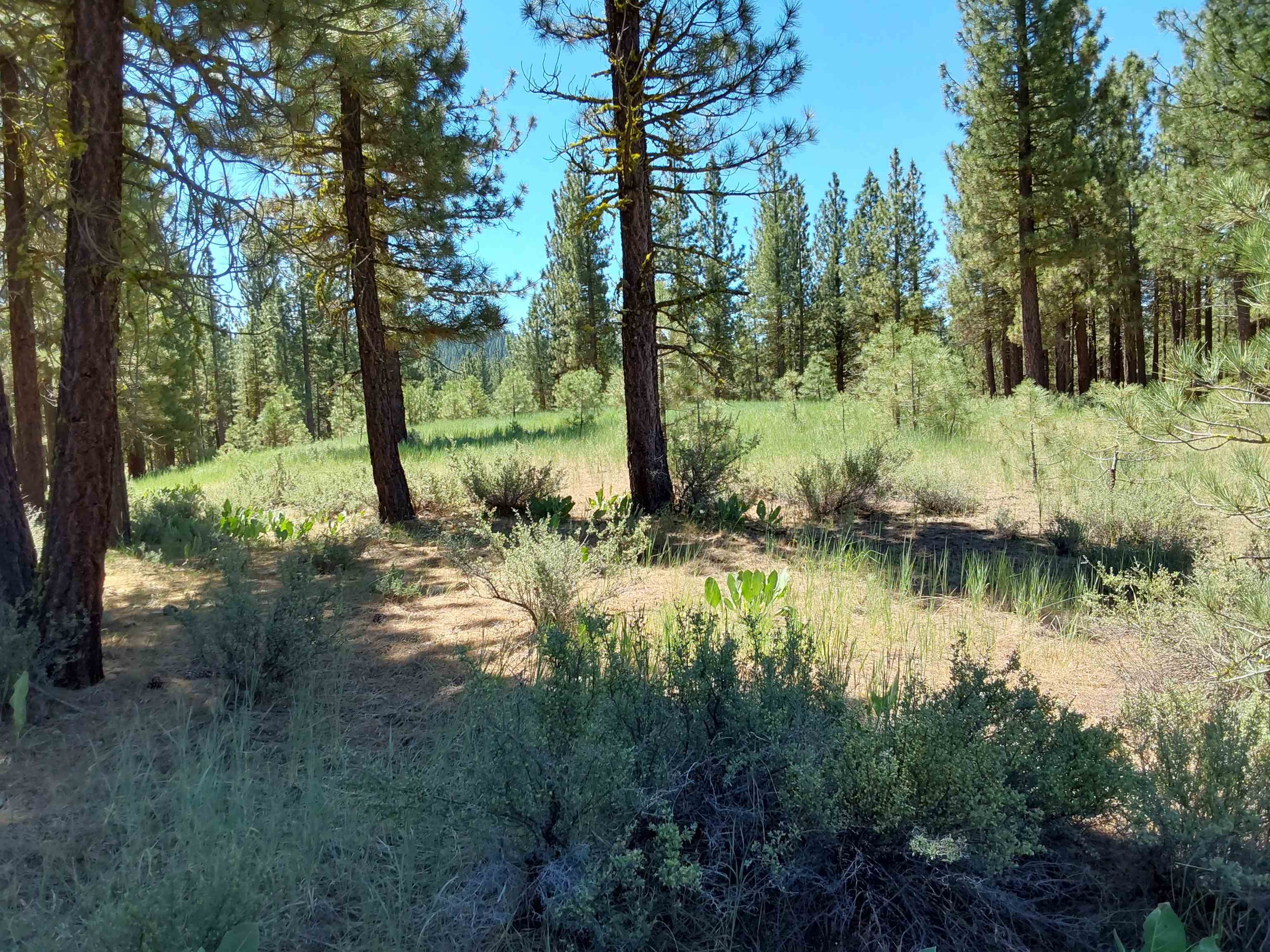 597 S Deer Trail, Portola, California image 7