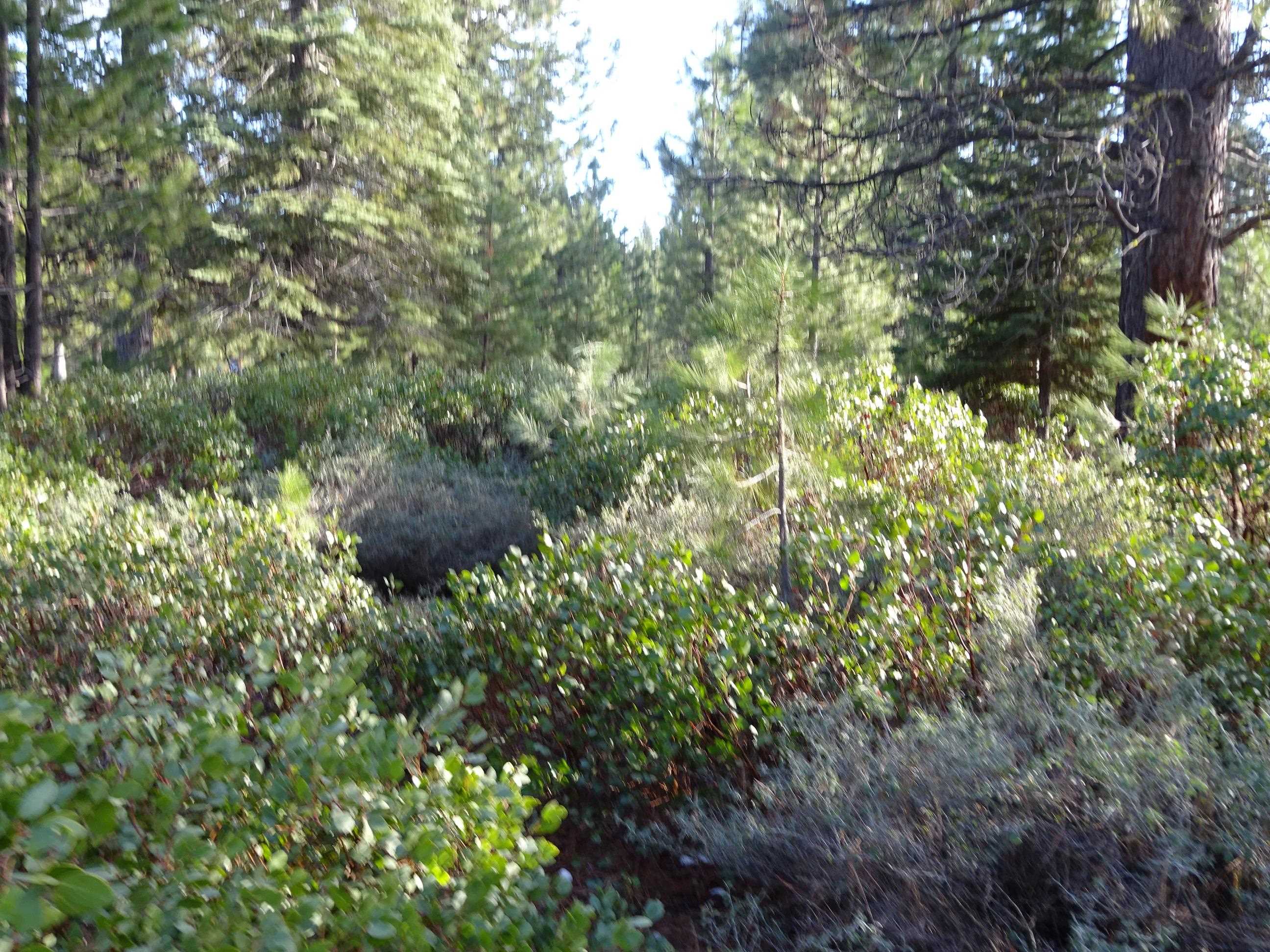 43 Flint Way, Lake Almanor, New Mexico image 2