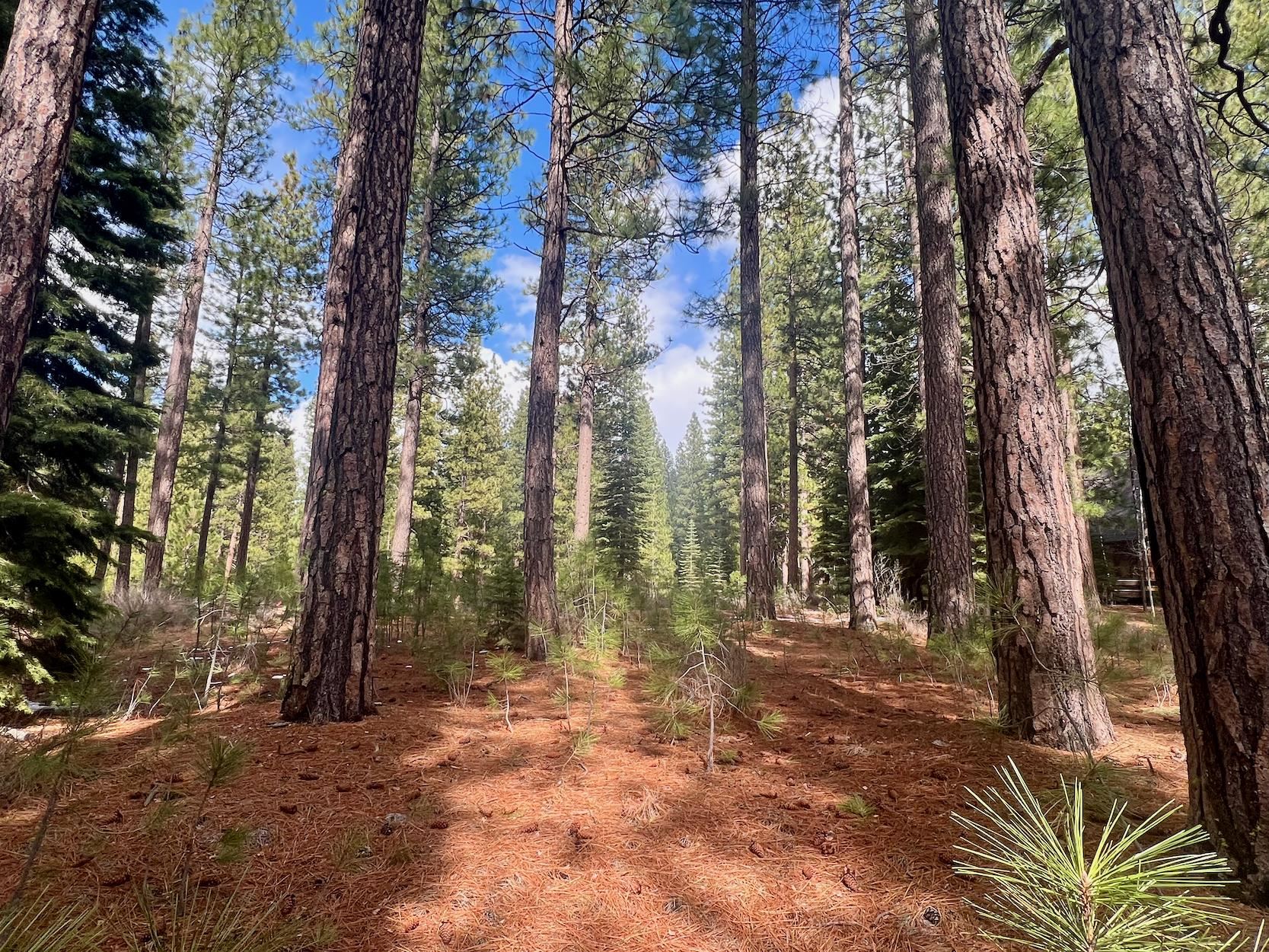 879 Prospector Drive, Clio, California image 3