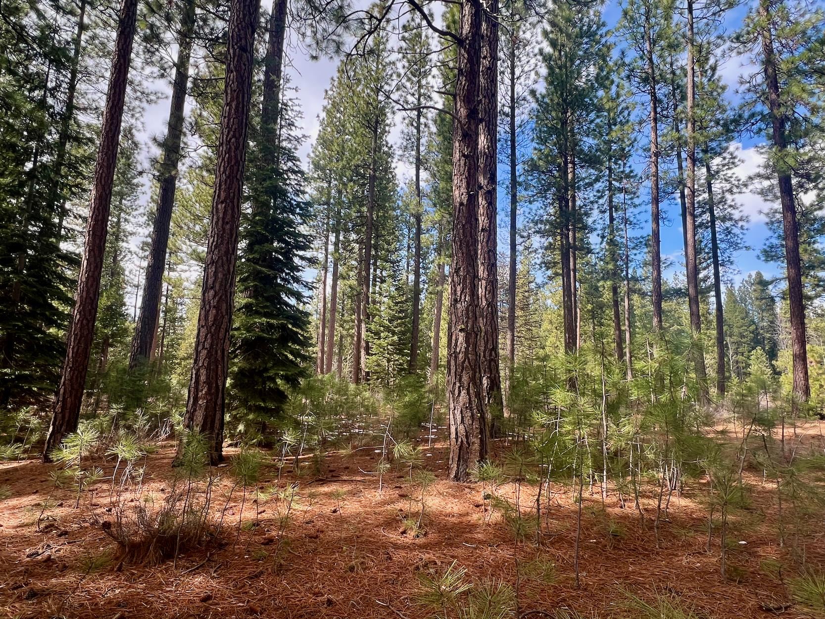 879 Prospector Drive, Clio, California image 18