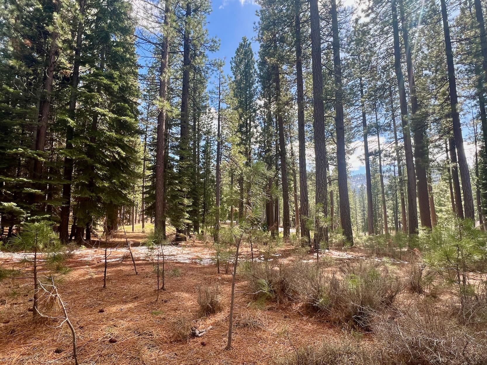 879 Prospector Drive, Clio, California image 15
