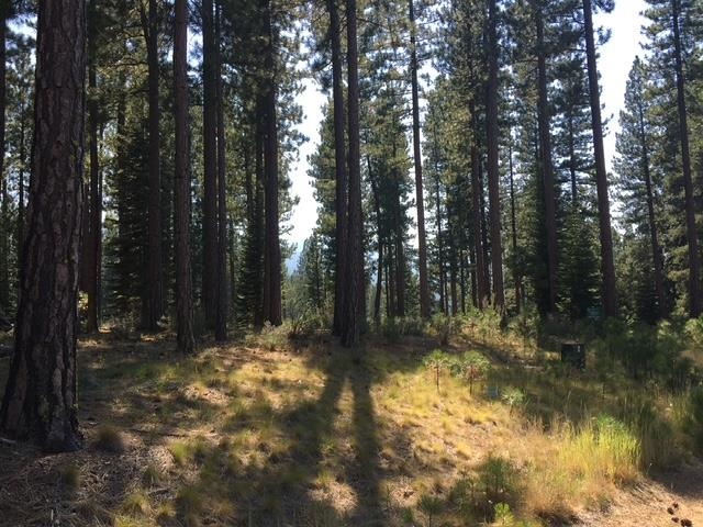 879 Prospector Drive, Clio, California image 27