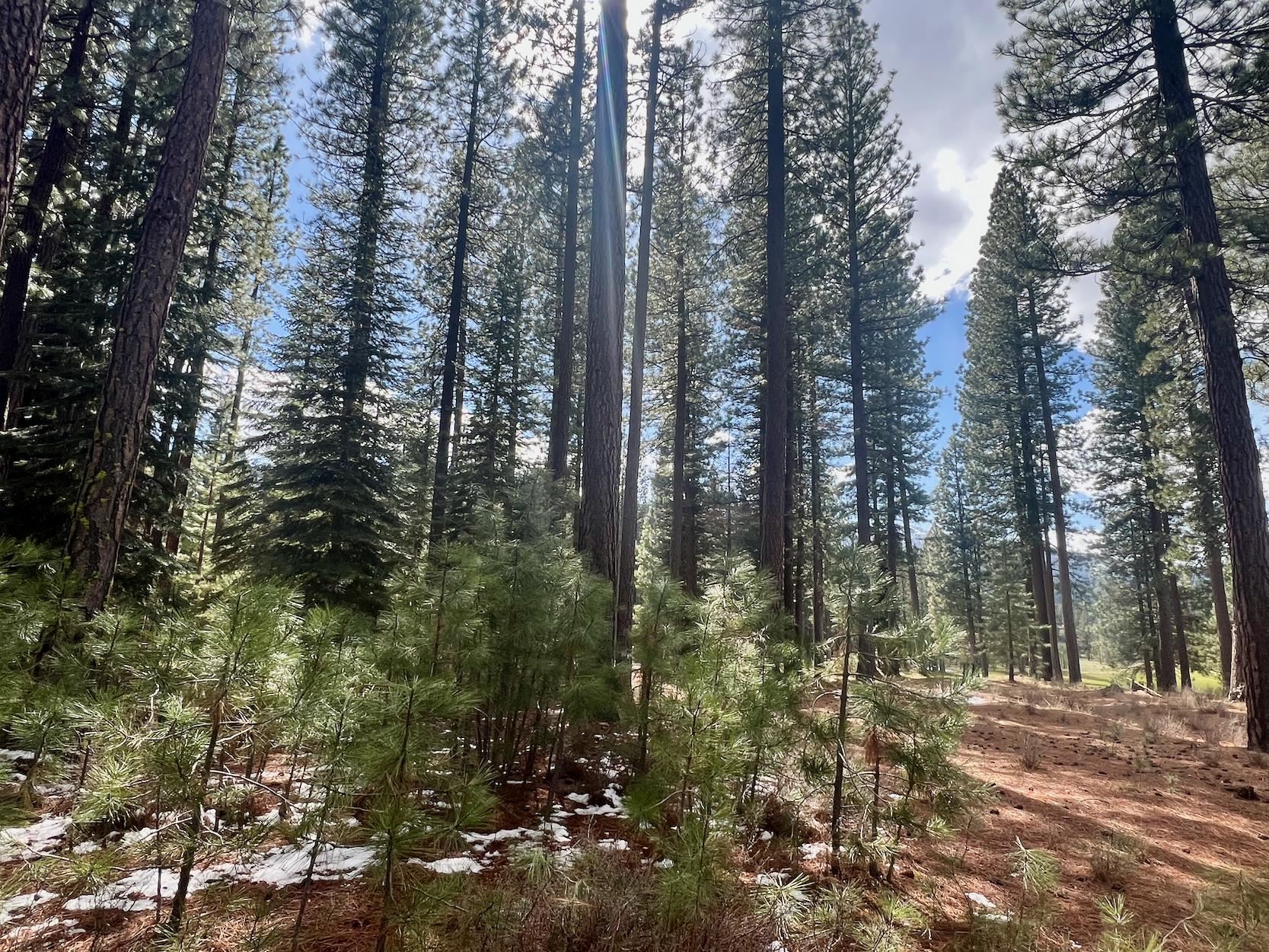 879 Prospector Drive, Clio, California image 21