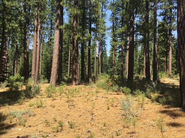 879 Prospector Drive, Clio, California image 7