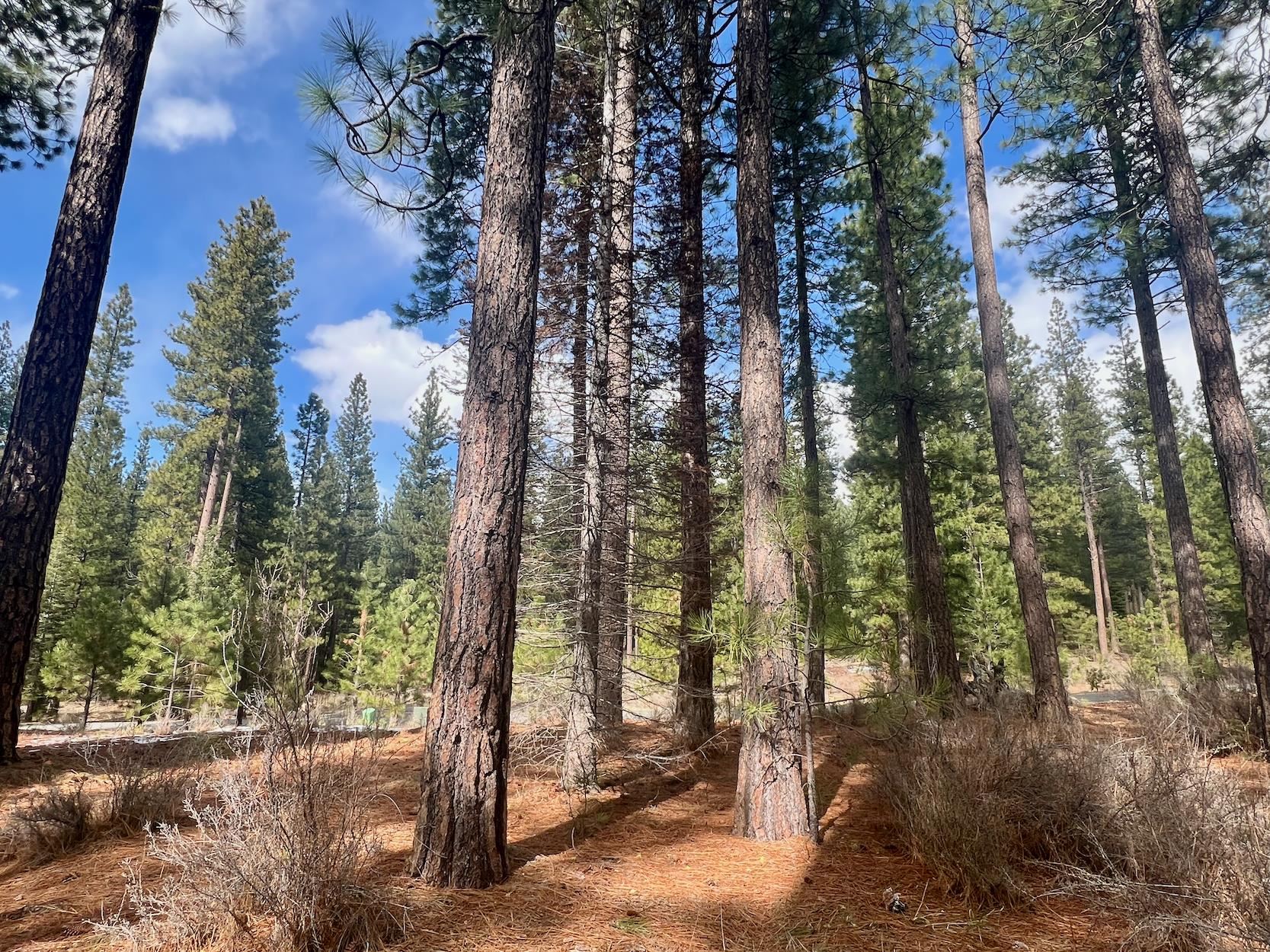 879 Prospector Drive, Clio, California image 20