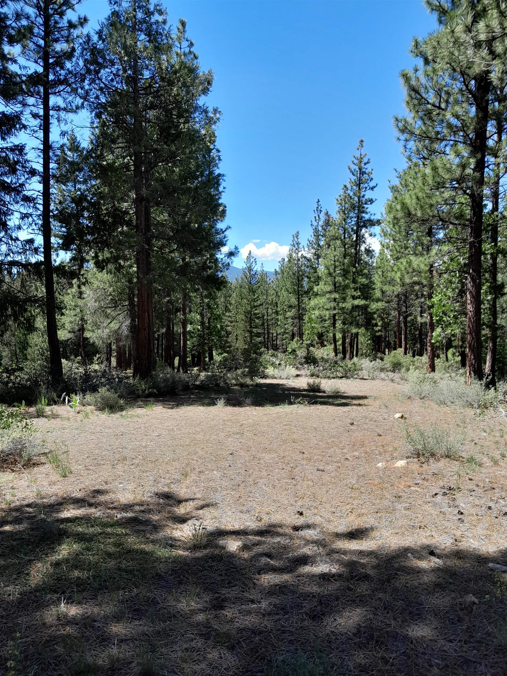 665 Great Spirit Rd, Portola, California image 3