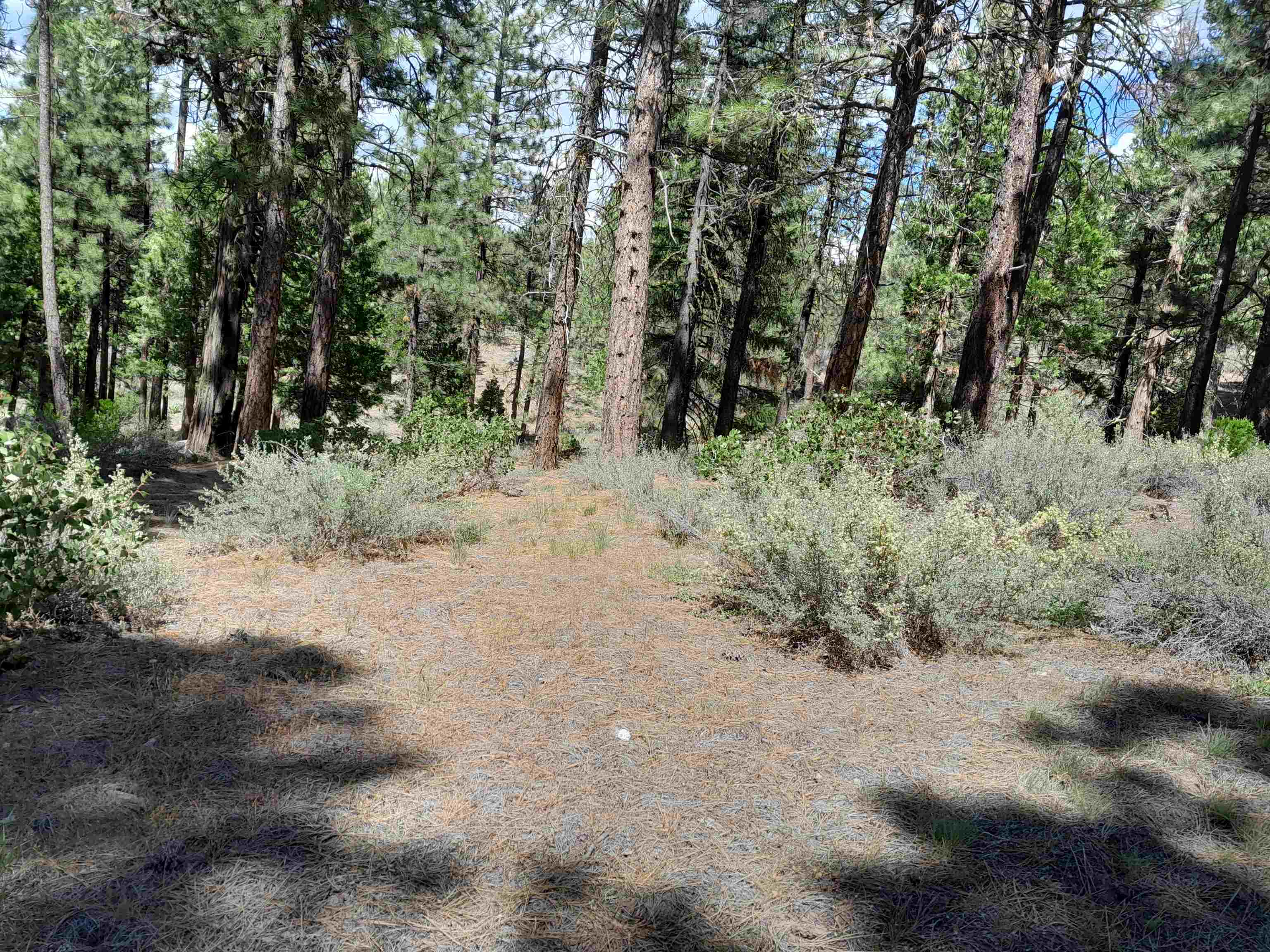 665 Great Spirit Rd, Portola, California image 11
