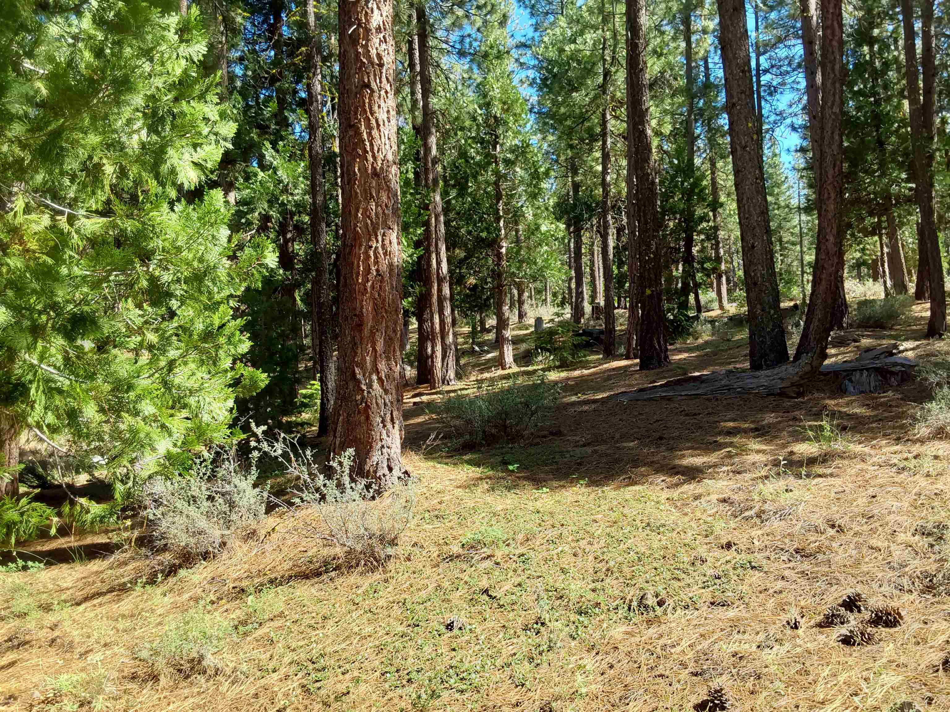 665 Great Spirit Rd, Portola, California image 25