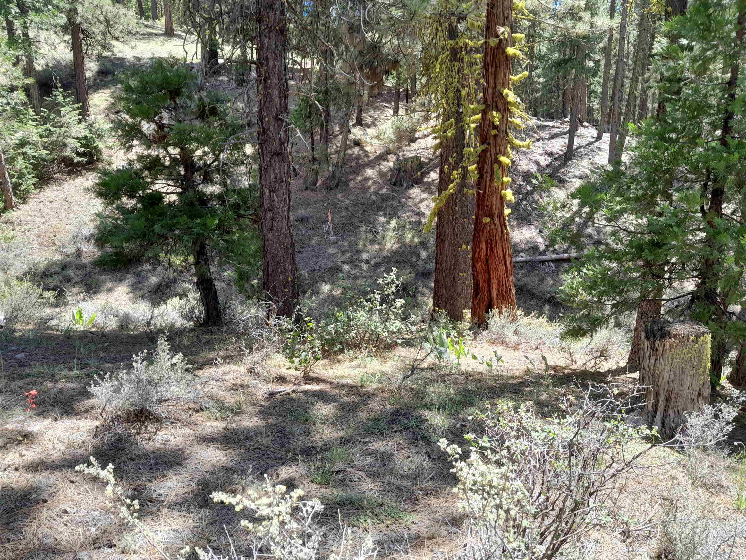 665 Great Spirit Rd, Portola, California image 18