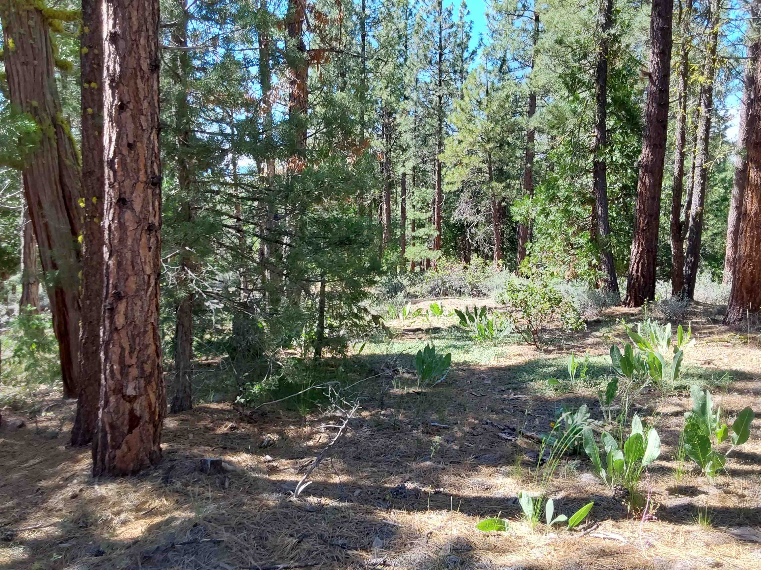 665 Great Spirit Rd, Portola, California image 33