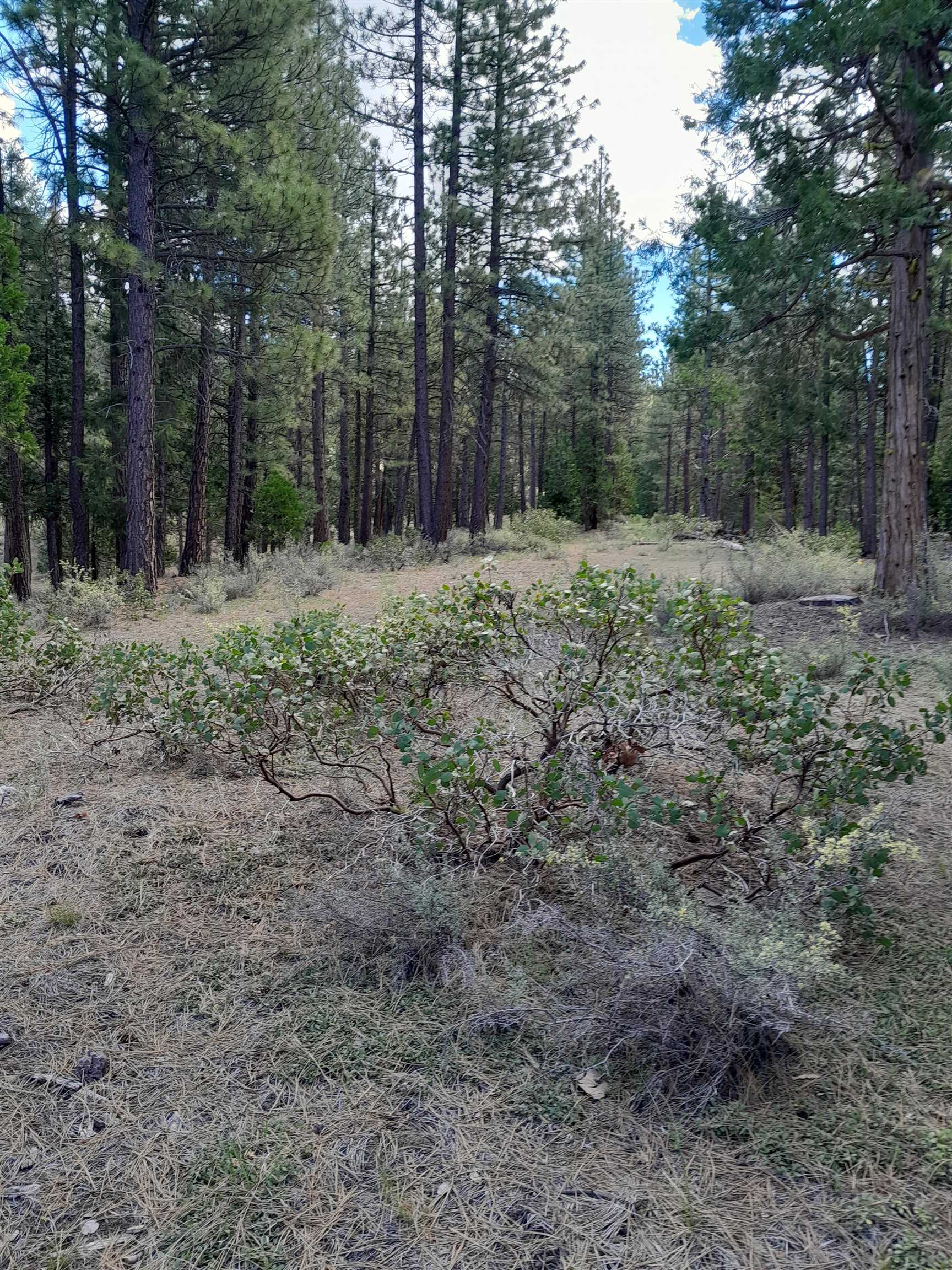 665 Great Spirit Rd, Portola, California image 6