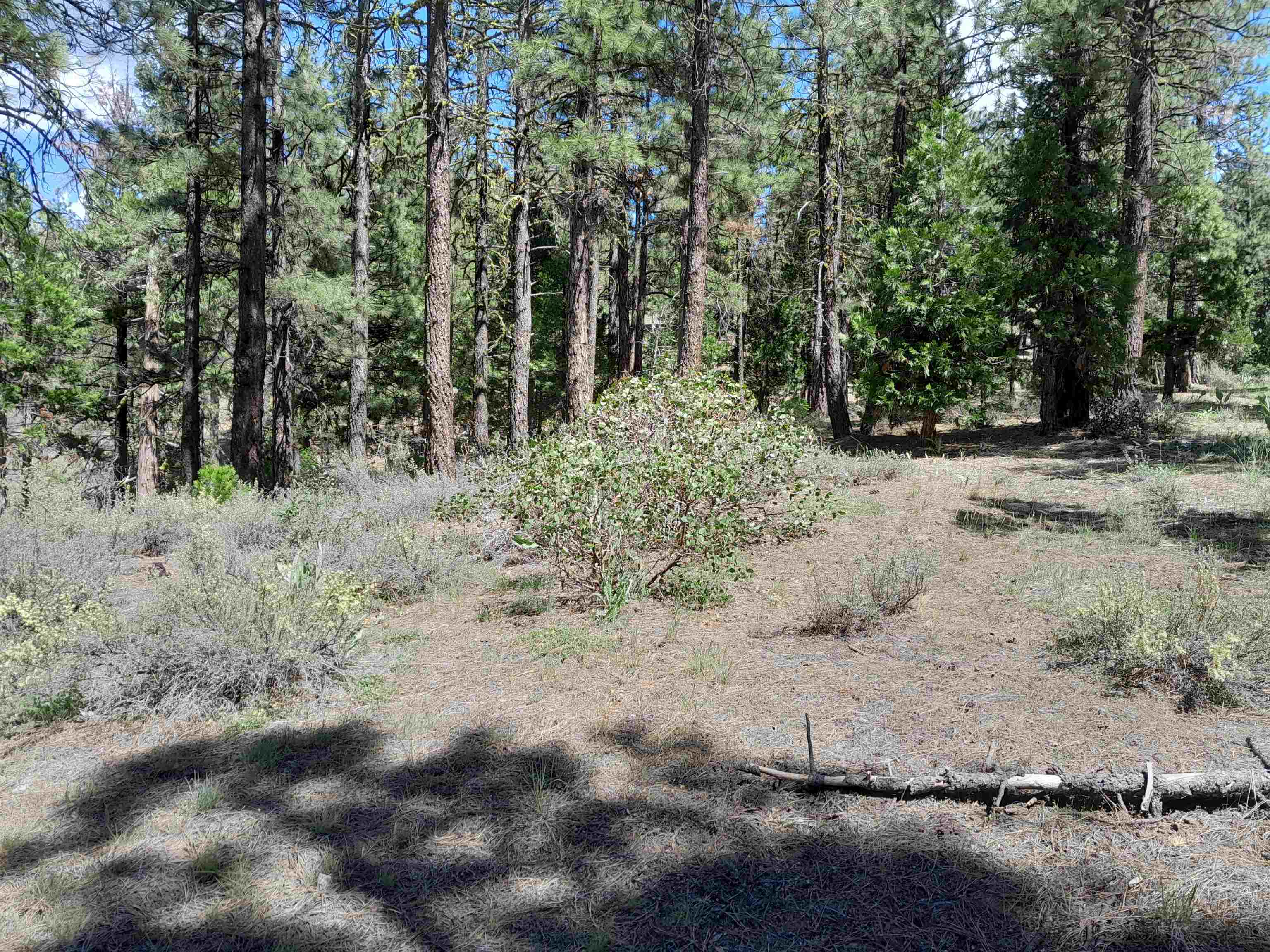 665 Great Spirit Rd, Portola, California image 10