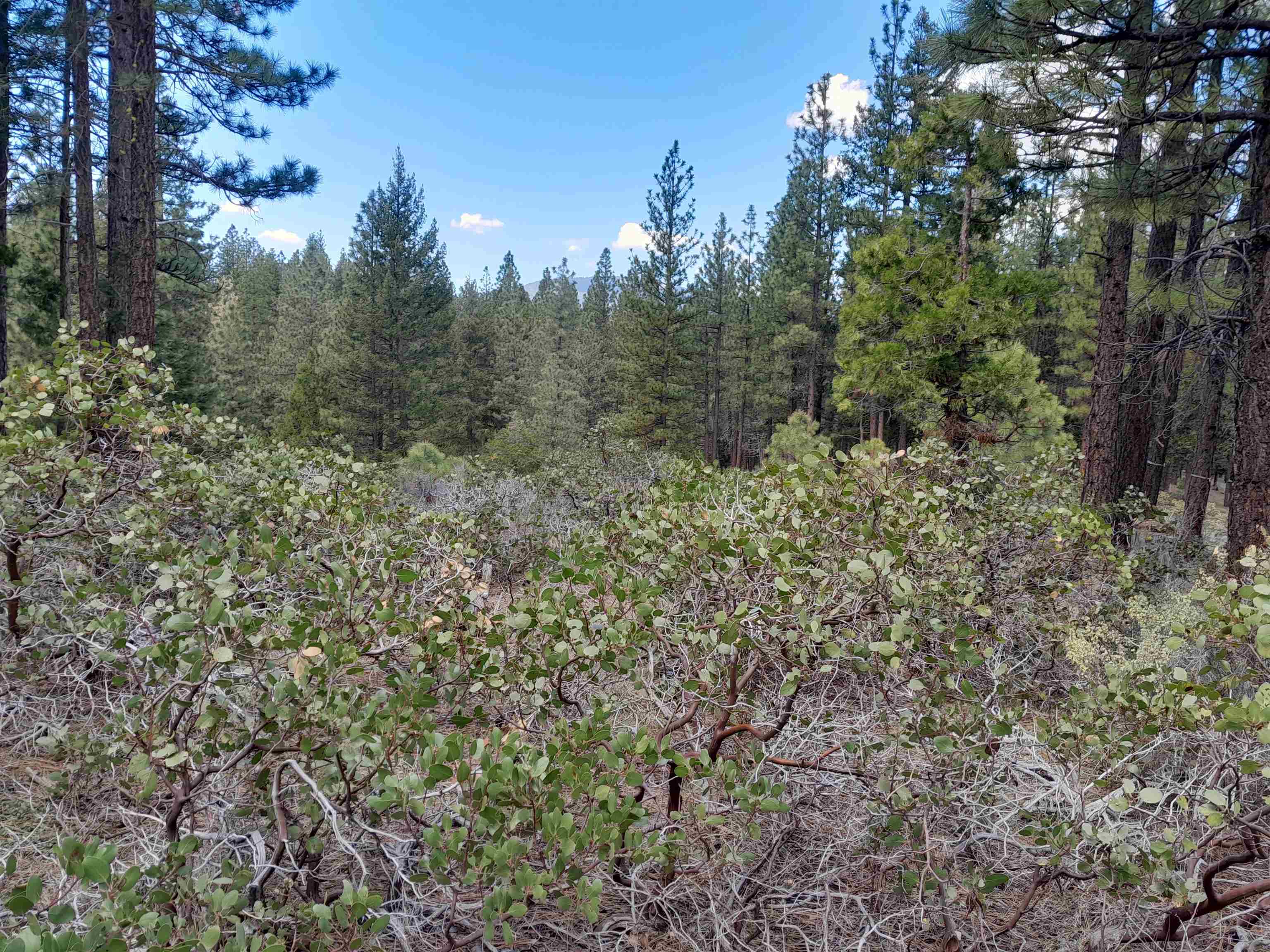 665 Great Spirit Rd, Portola, California image 9