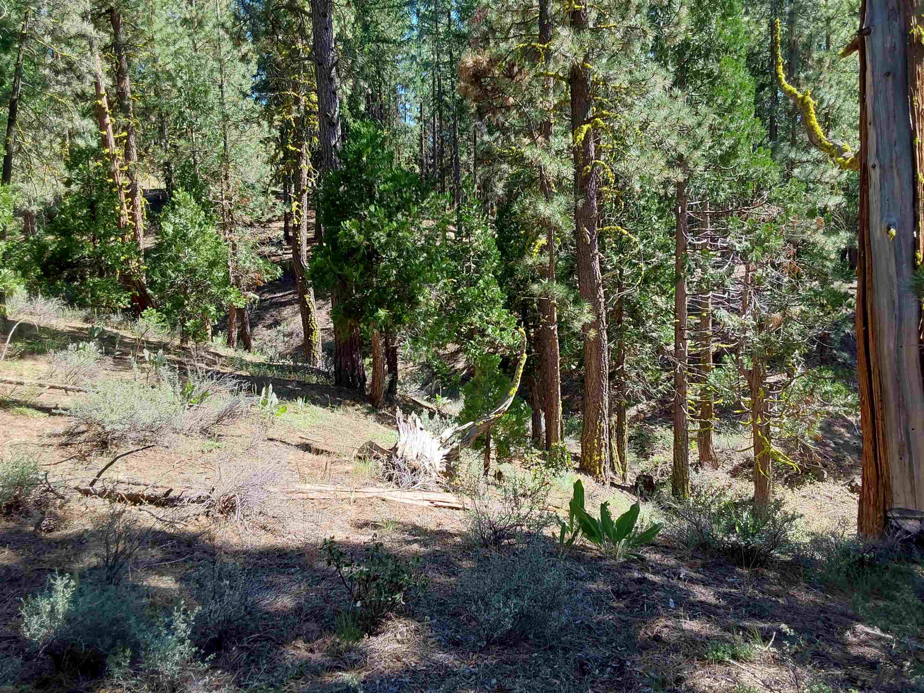 665 Great Spirit Rd, Portola, California image 37