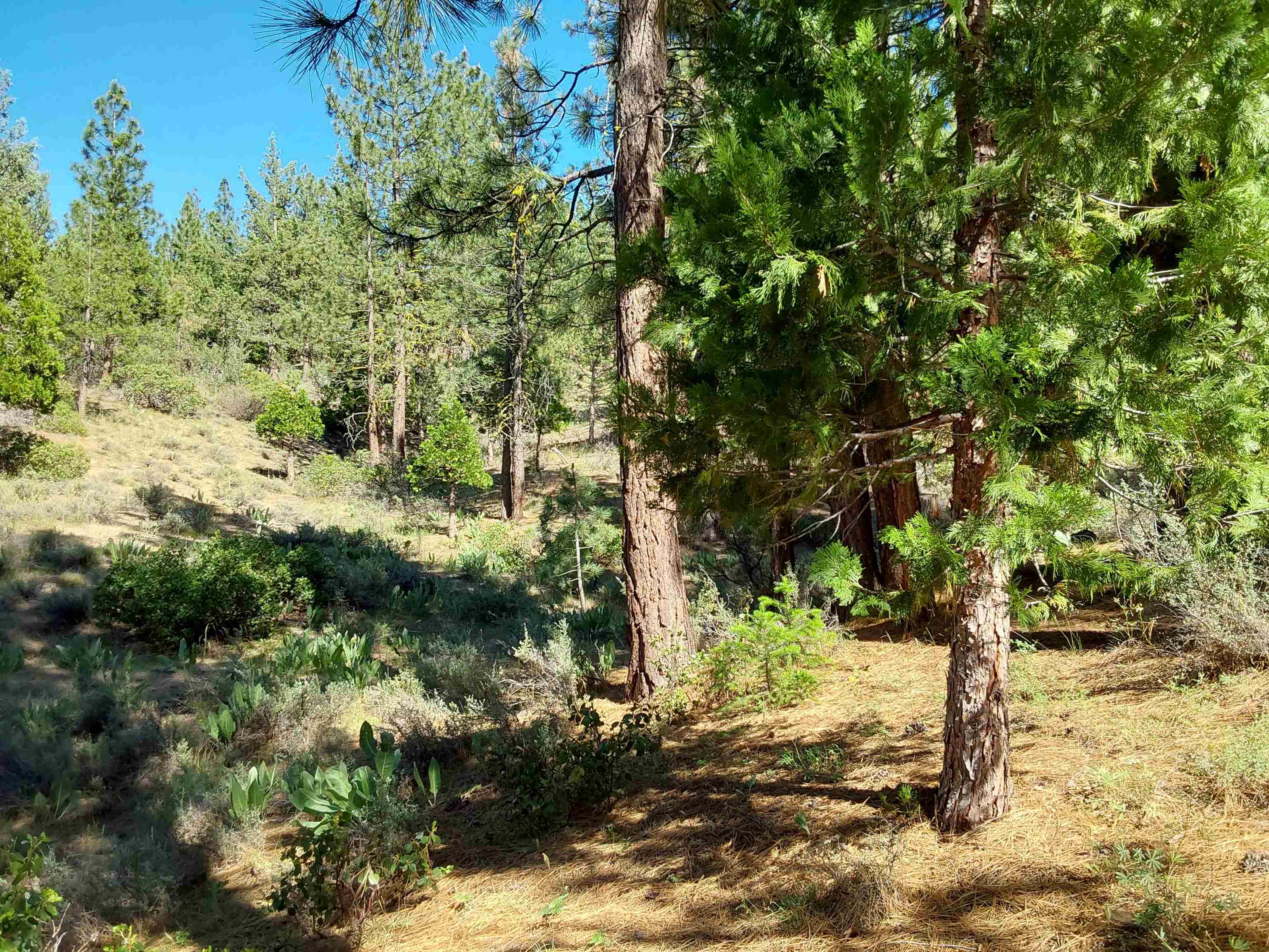 665 Great Spirit Rd, Portola, California image 24