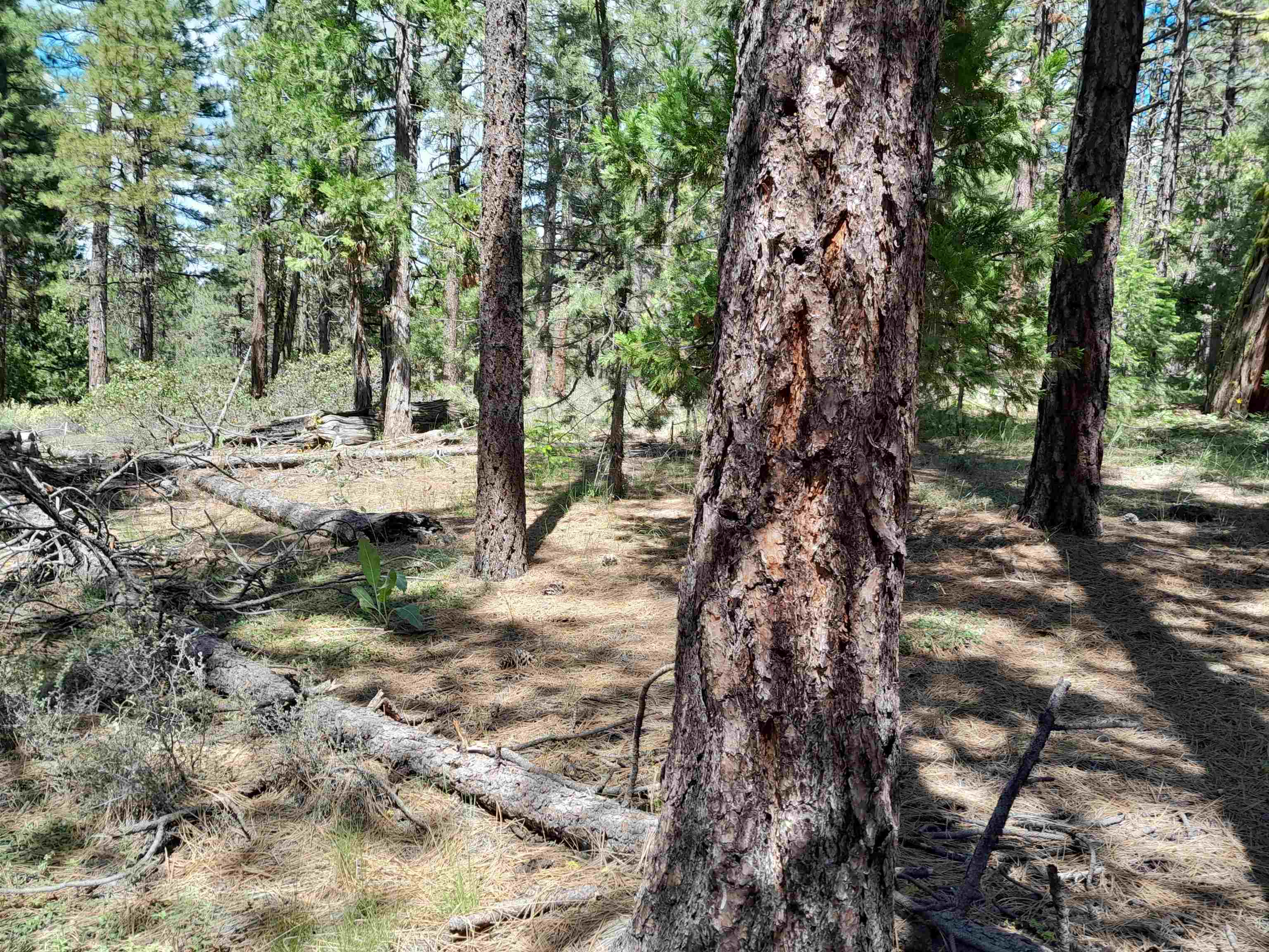 665 Great Spirit Rd, Portola, California image 13