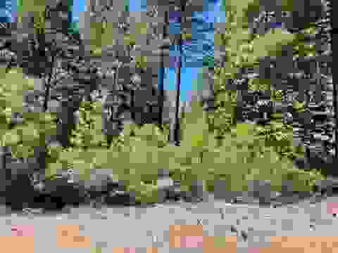 Vacant Land For Sale - 84 Fox Pine Drive Dr<br/> Lake Almanor, CA 96137