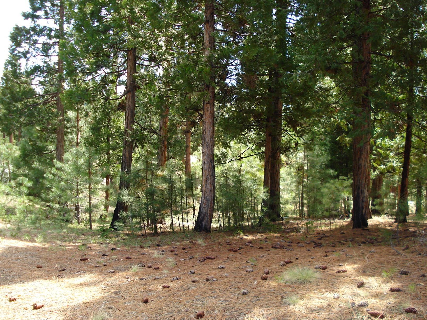 745 Blacktail Ridge, Portola, Ohio image 1