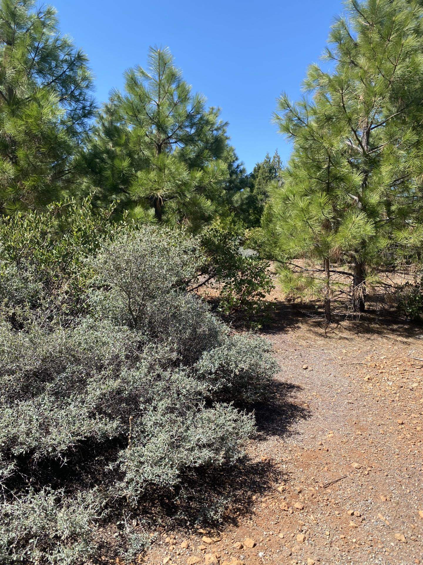 329 S Vista Drive, Lake Almanor, New Mexico image 3