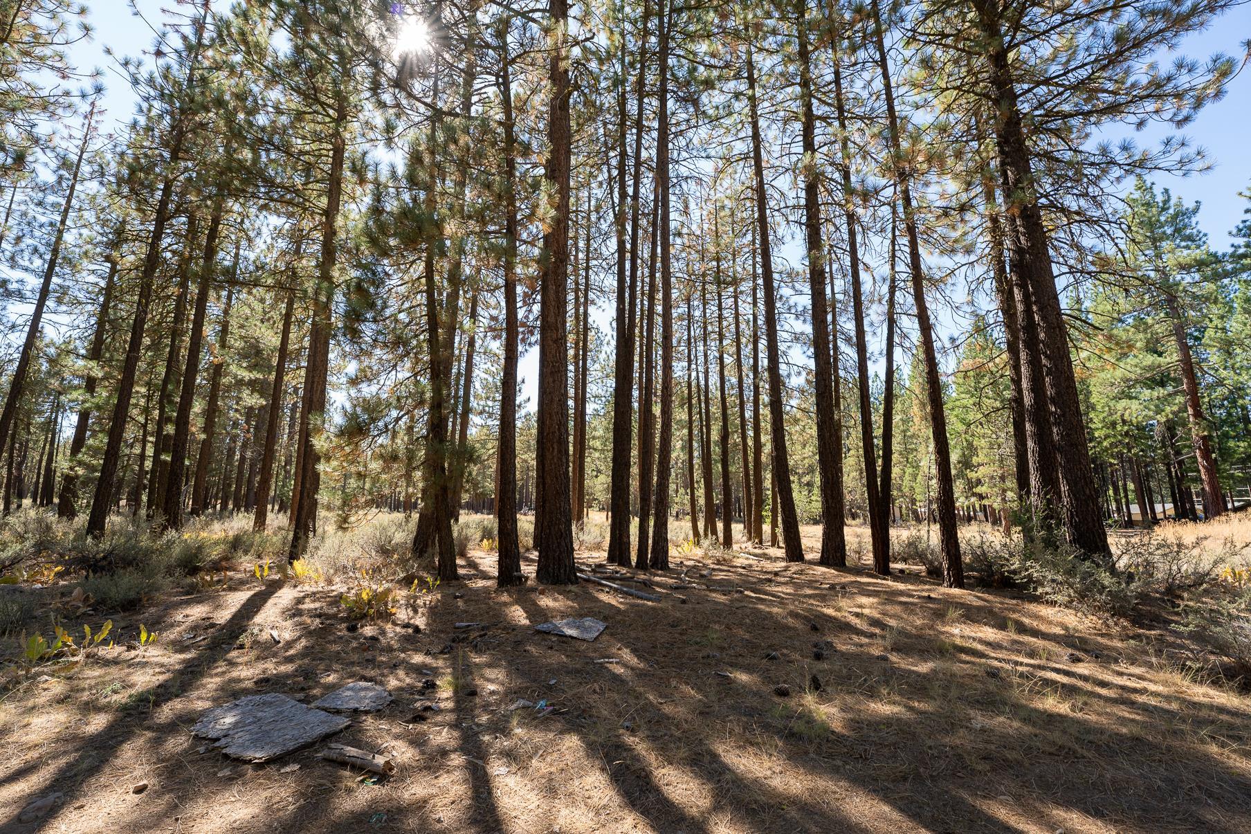 222 Bear Way, Portola, California image 3