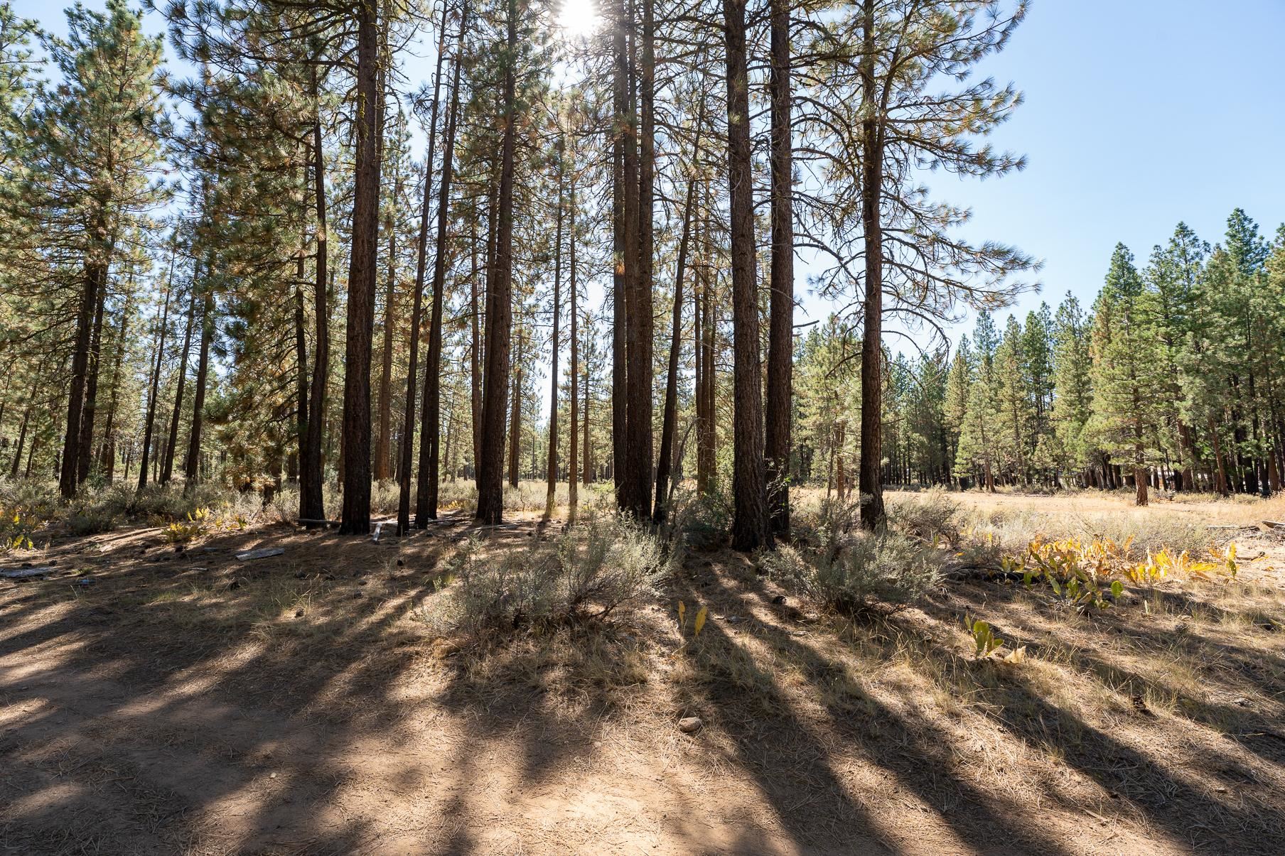 222 Bear Way, Portola, California image 2
