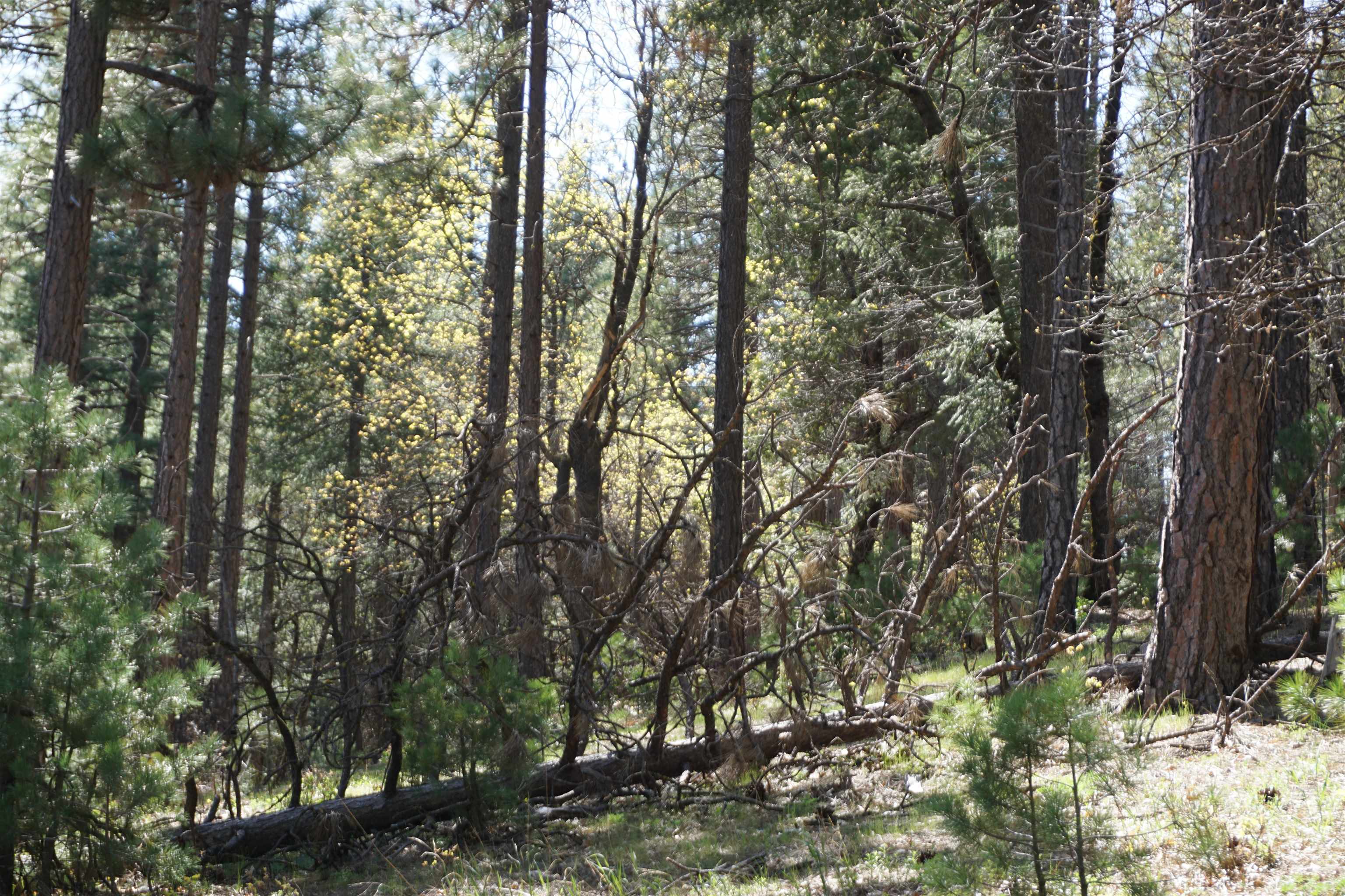 114 Quincy La Porte Road, Quincy, New Mexico image 12