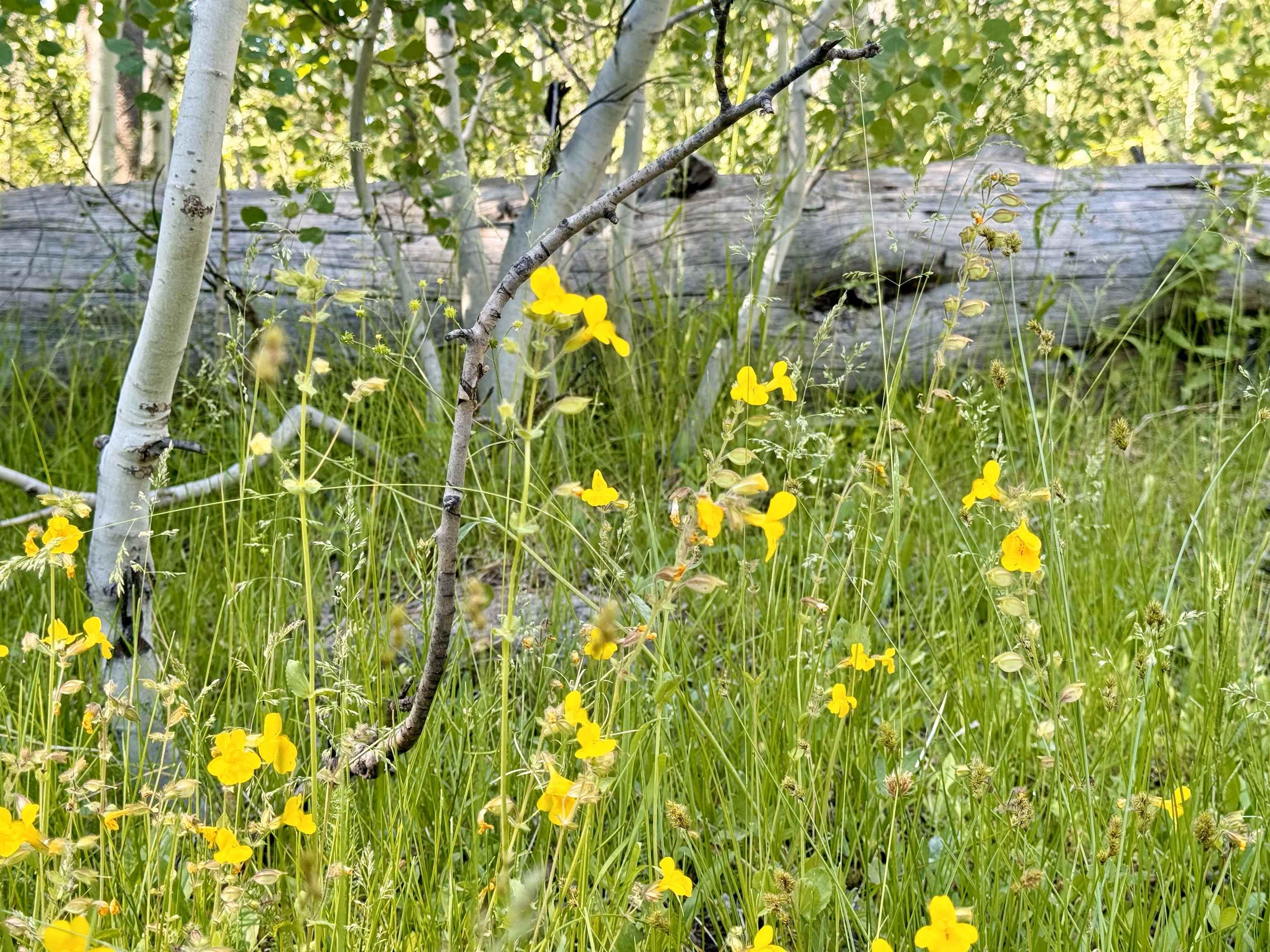 320 Independence Lake Road, Sierraville, New Mexico image 26