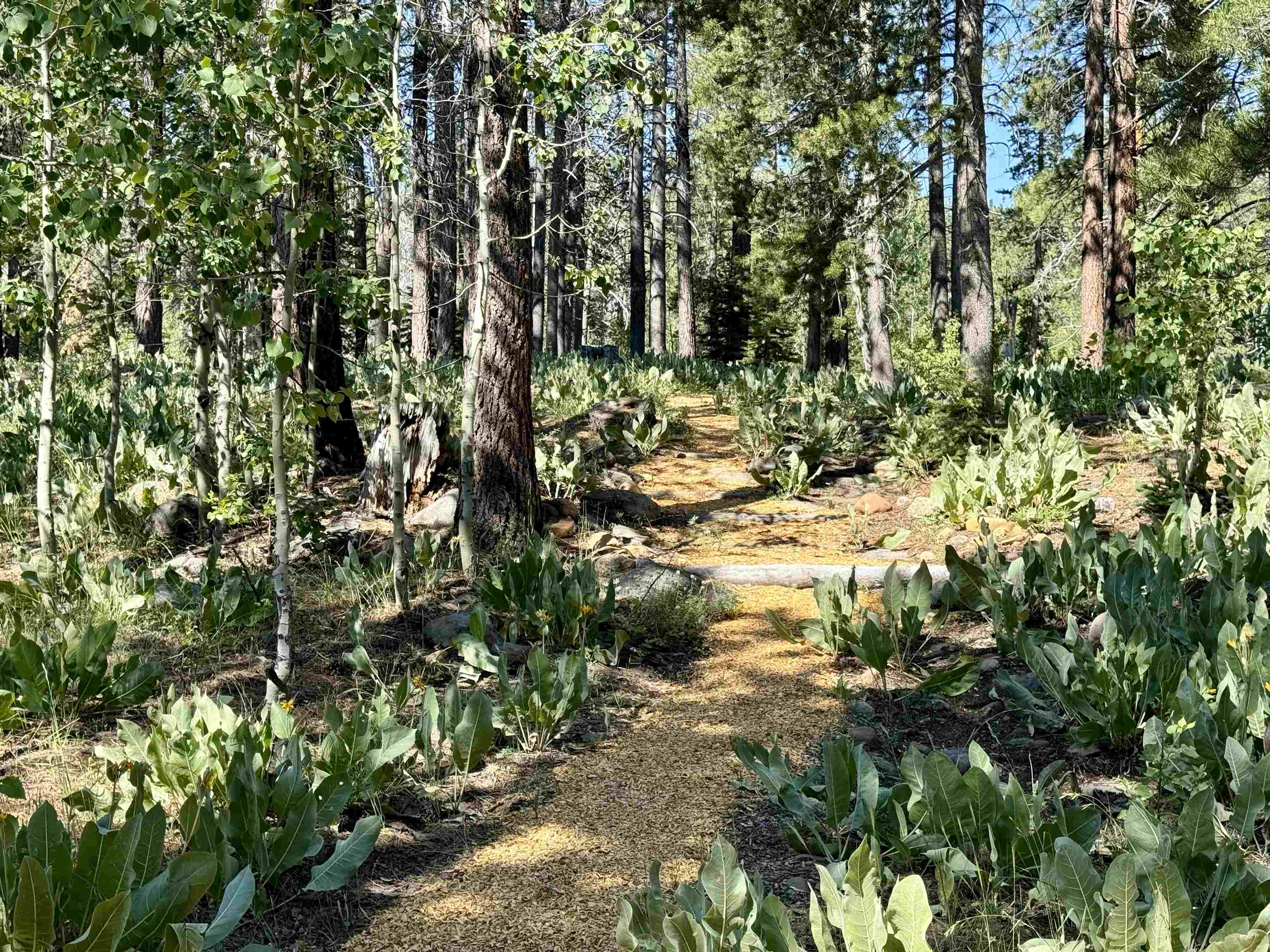 320 Independence Lake Road, Sierraville, New Mexico image 25