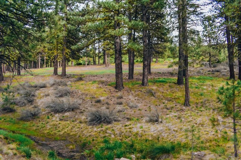 Vacant Land For Sale - 614 Sunburst<br/> Portola, CA 96122