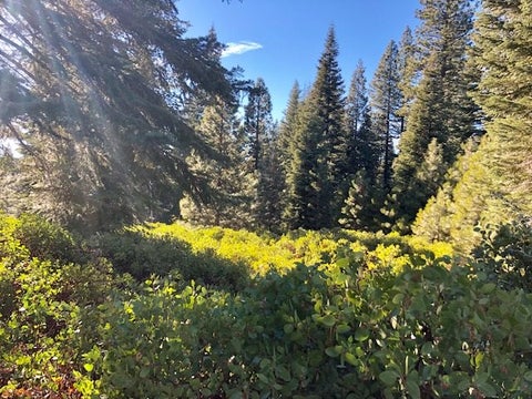 Vacant Land For Sale - 50 Fox Peak Drive<br/> Lake Almanor, CA 96137