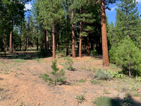 Vacant Land For Sale - 678 Blacktail Ridge Rdg<br/> Portola, CA 96122