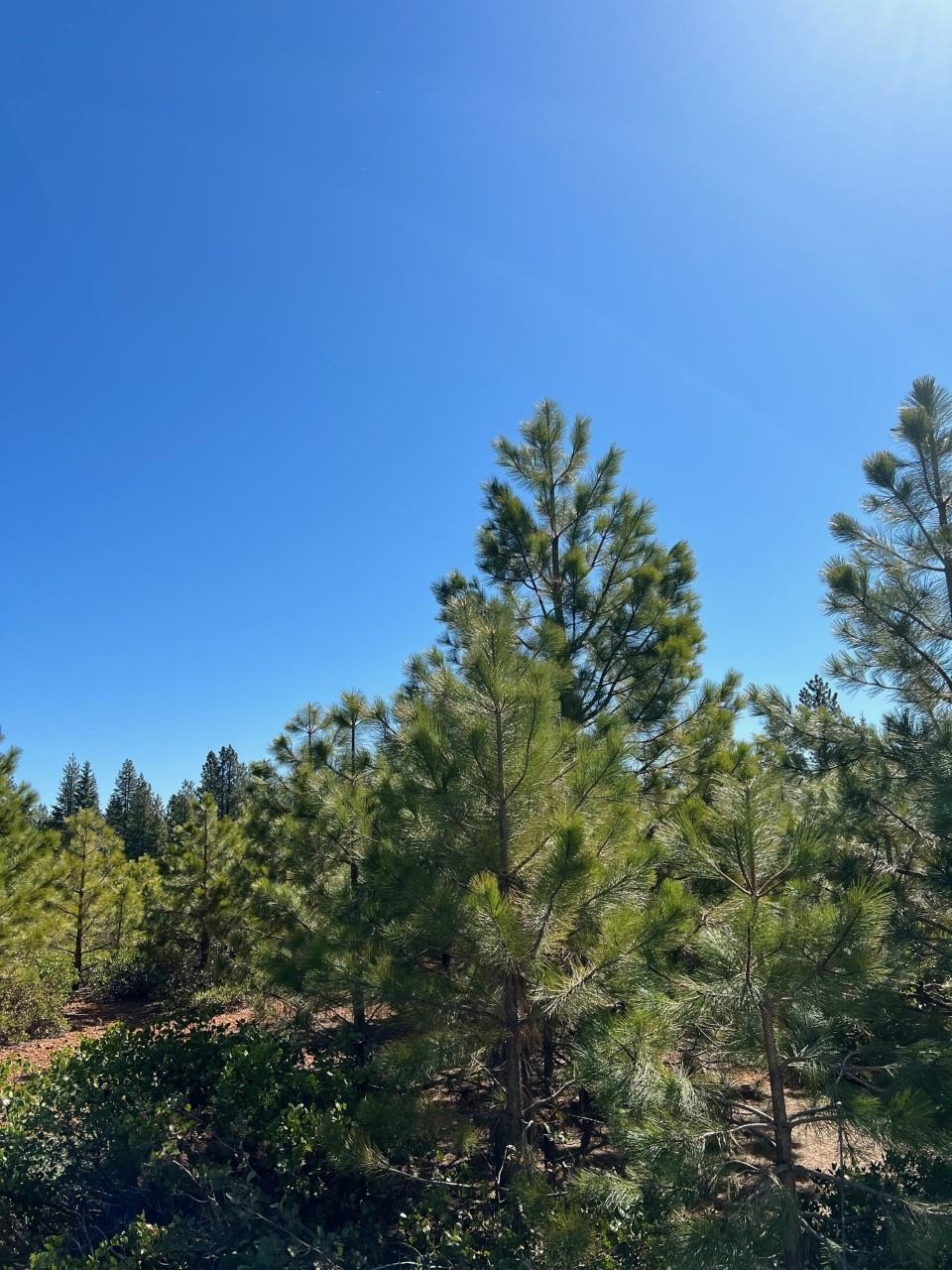 Lake Almanor, California 96137, United States, ,Land,Active,103203