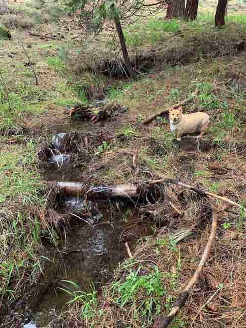 Vacant Land For Sale - 1063 Buckskin Lane Ln<br/> Portola, CA 96122