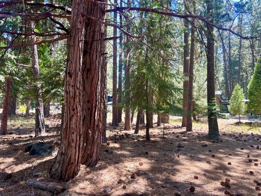 38 TOLOWA TRL, BLAIRSDEN GRAEAGLE, CA 96103 - Image b45128e2a83aa80bd7b31a7b53c1a6ea/1157656028