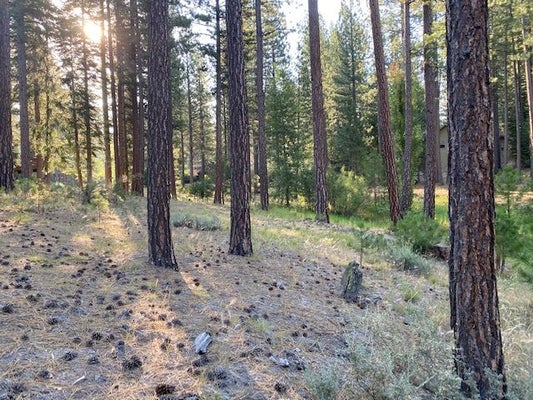 235 BLACK BEAR TRL, CLIO, CA 96106 - Image c664c61a4850ea25a0d09257468f3fa3/933089117