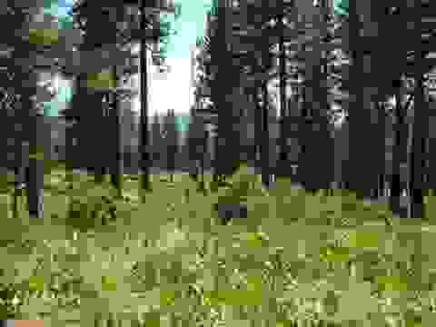 Vacant Land For Sale - 69 Blacktail Ridge<br/> Portola, CA 96122