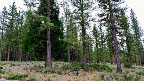 Vacant Land For Sale - 315 Sunburst<br/> Portola, CA 96122